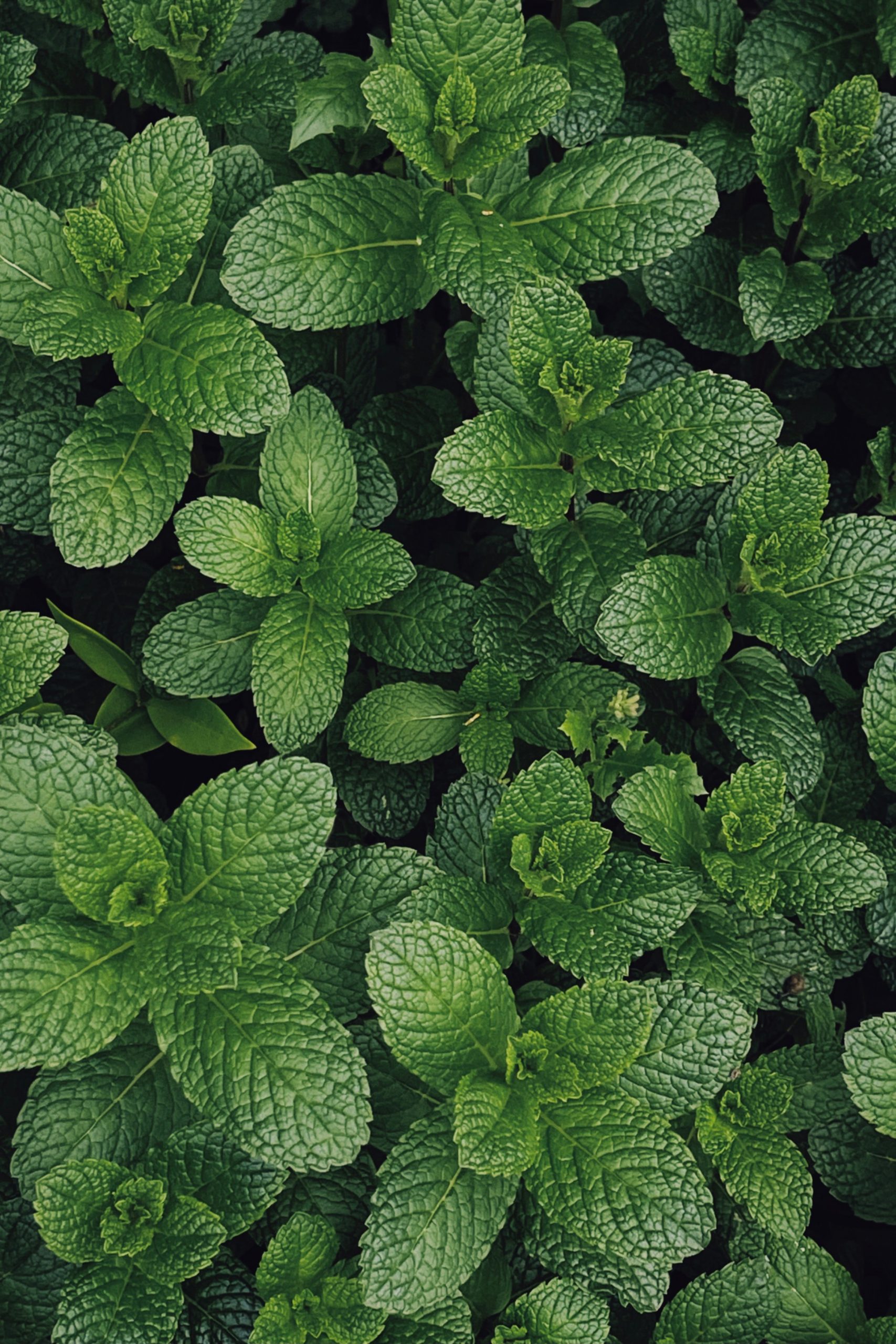 Menta