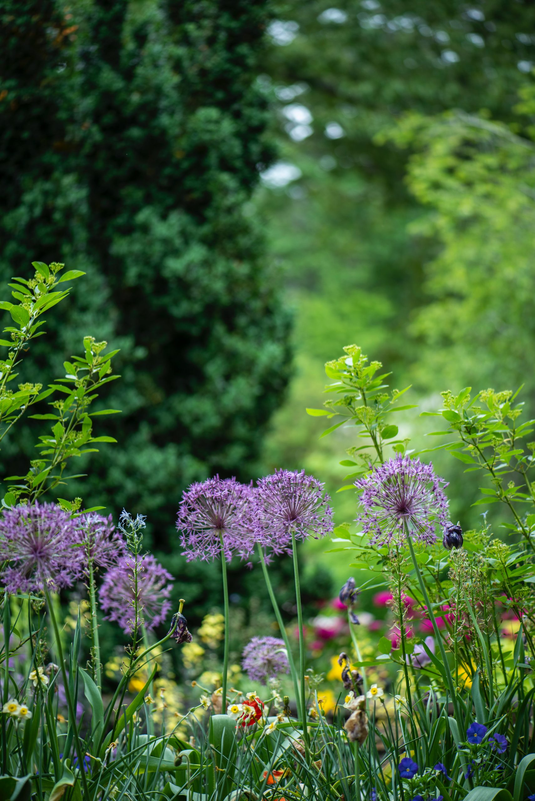 El Real Jard&iacute;n Bot&aacute;nico de Madrid