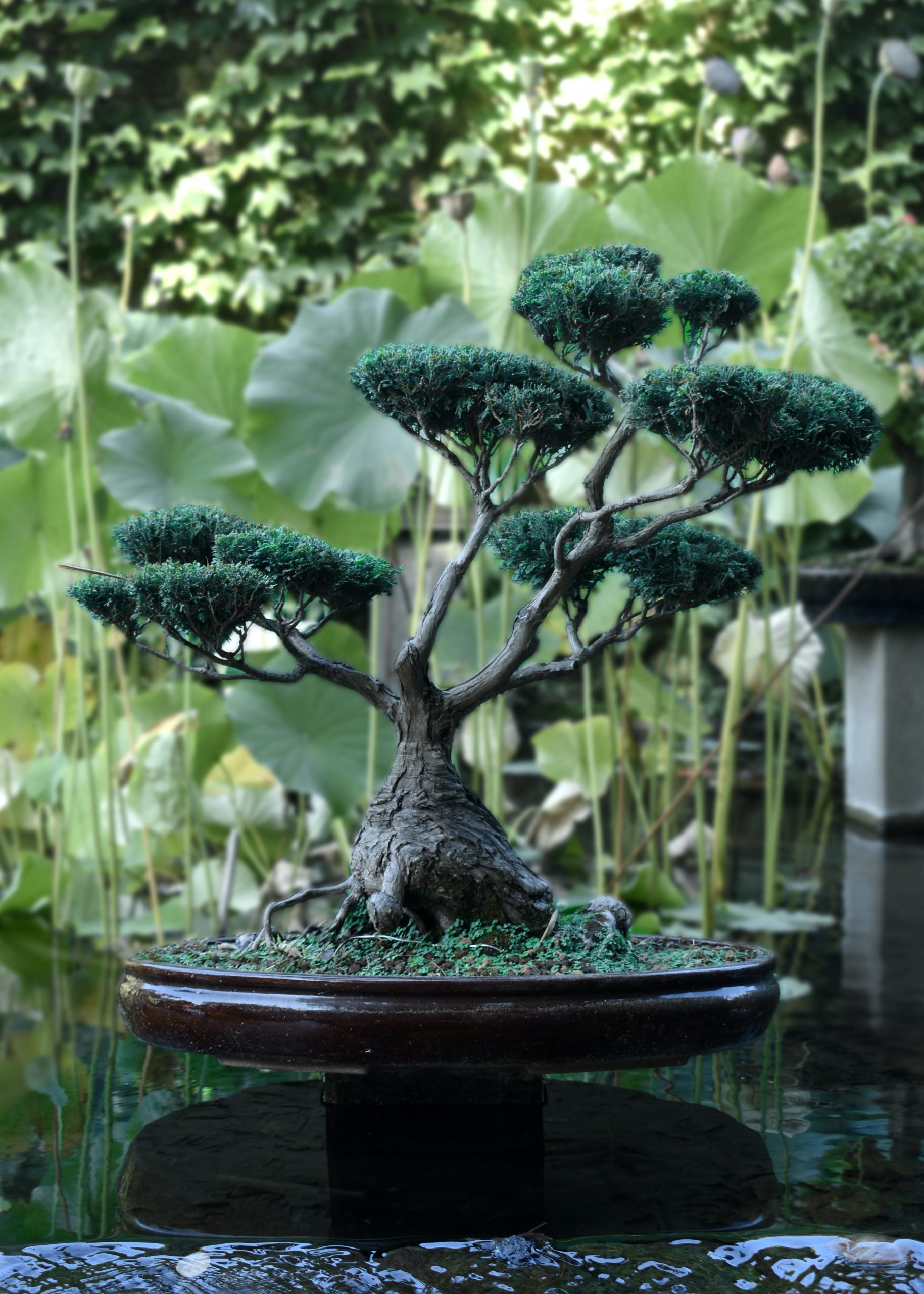 &Aacute;rbol