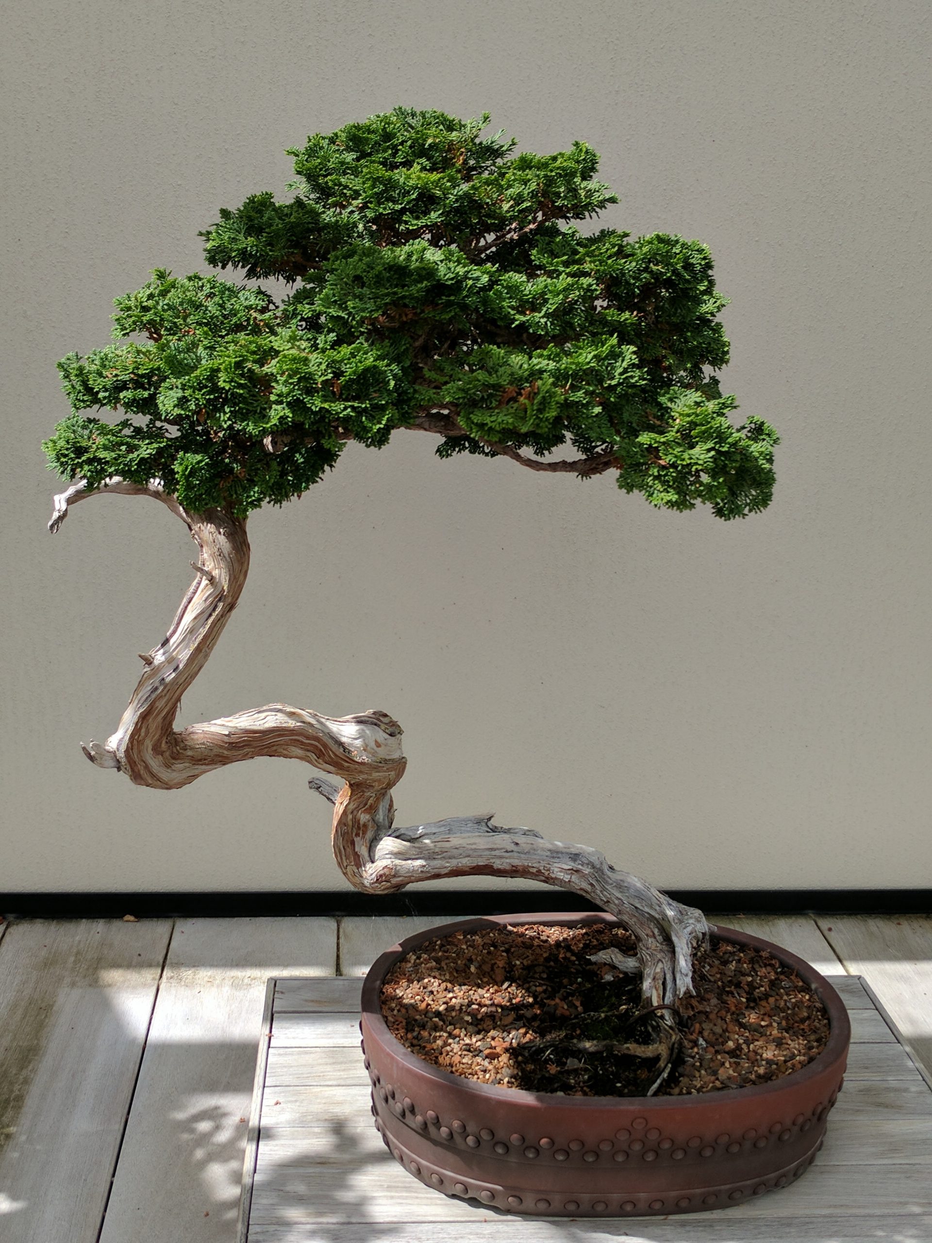 &Aacute;rbol