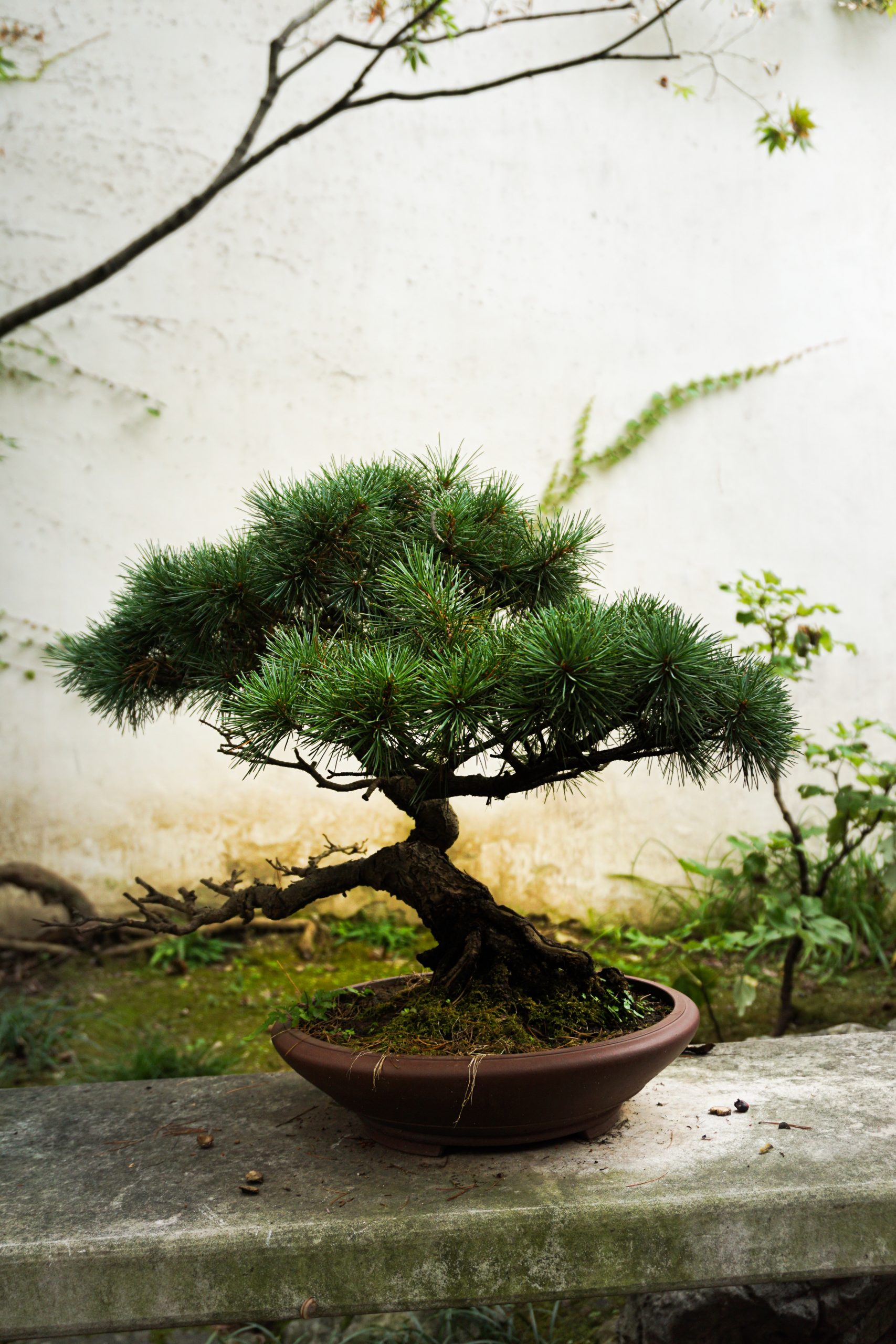 &Aacute;rbol