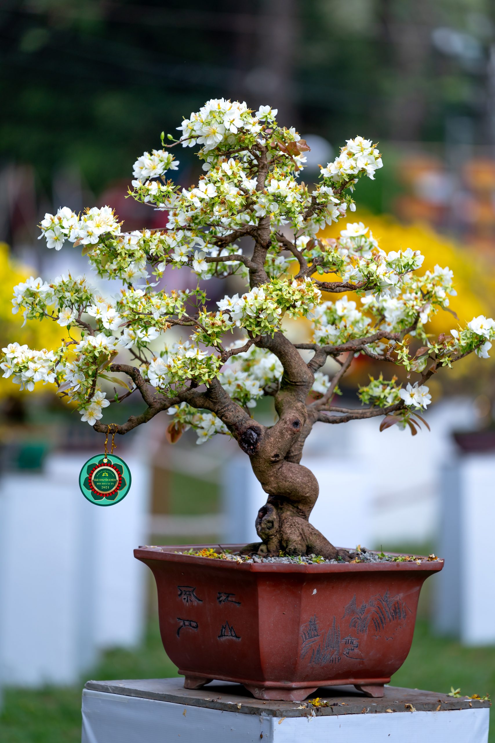 &Aacute;rbol
