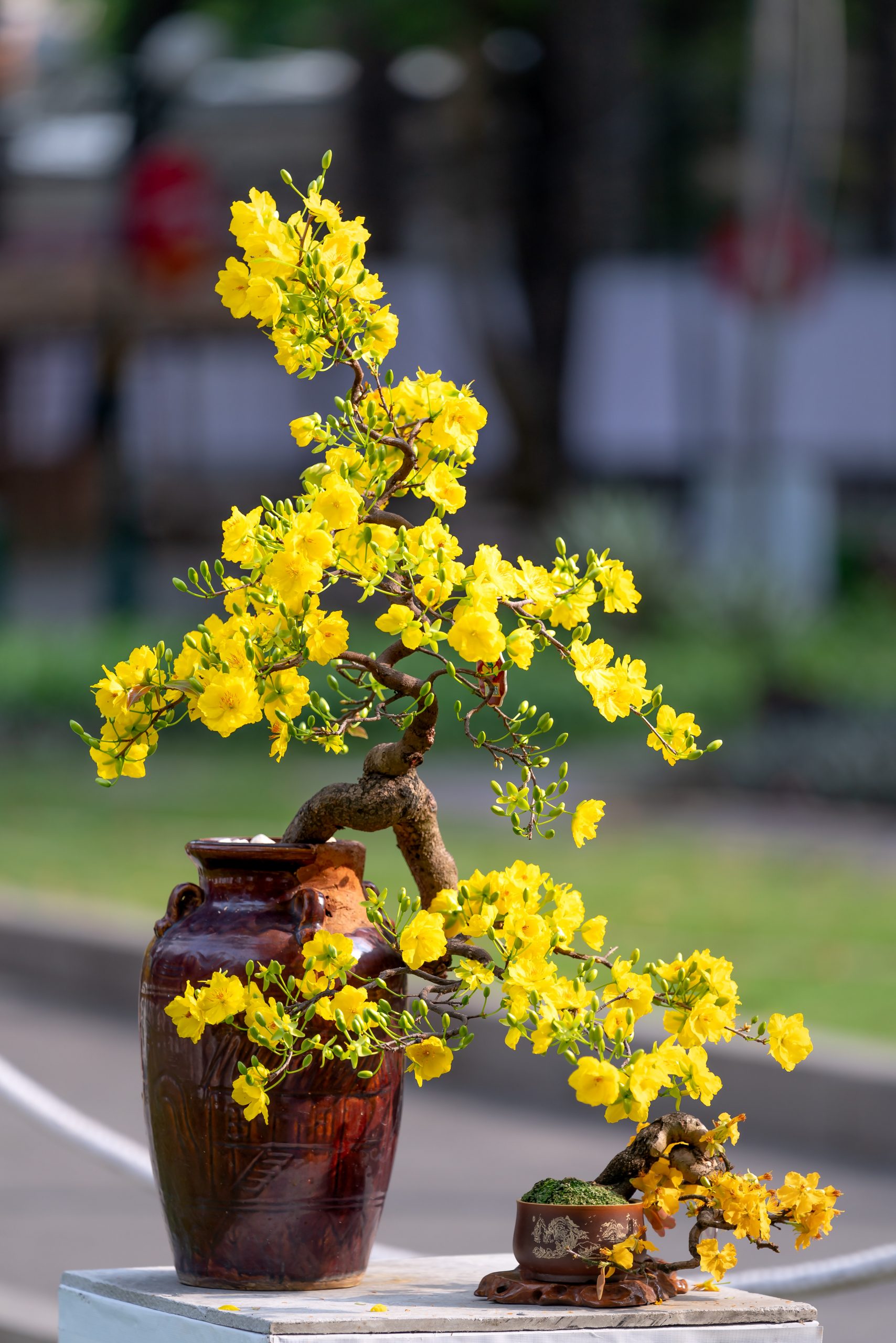 &Aacute;rbol