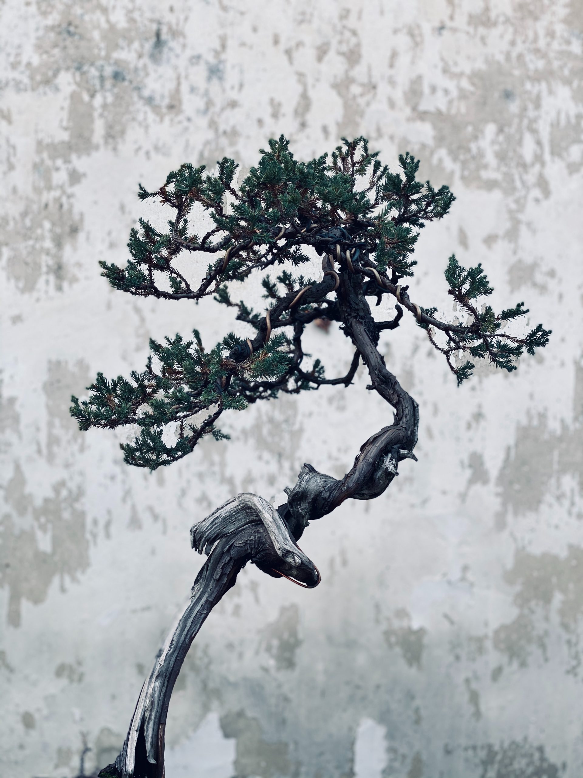 &Aacute;rbol