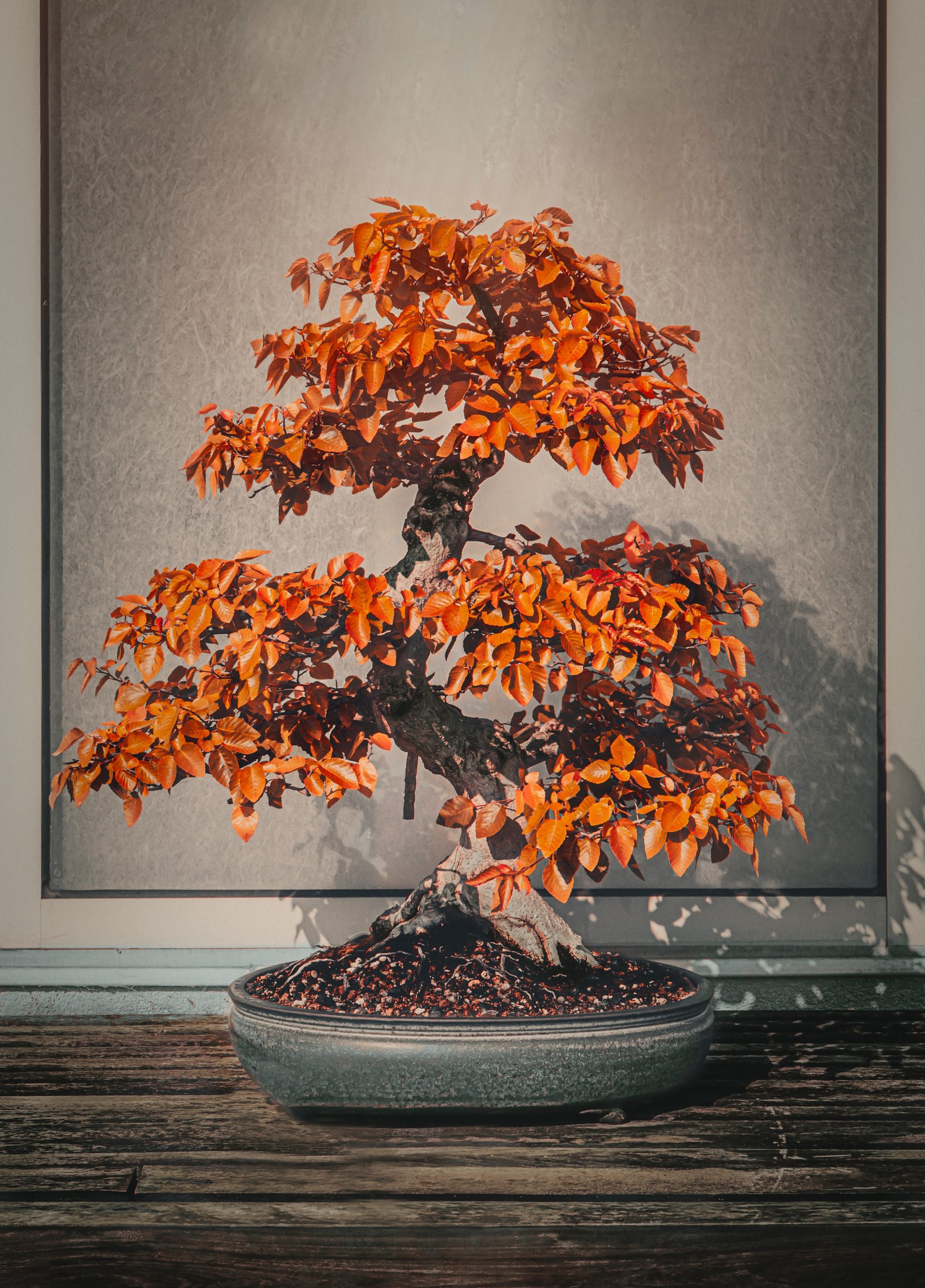 &Aacute;rbol