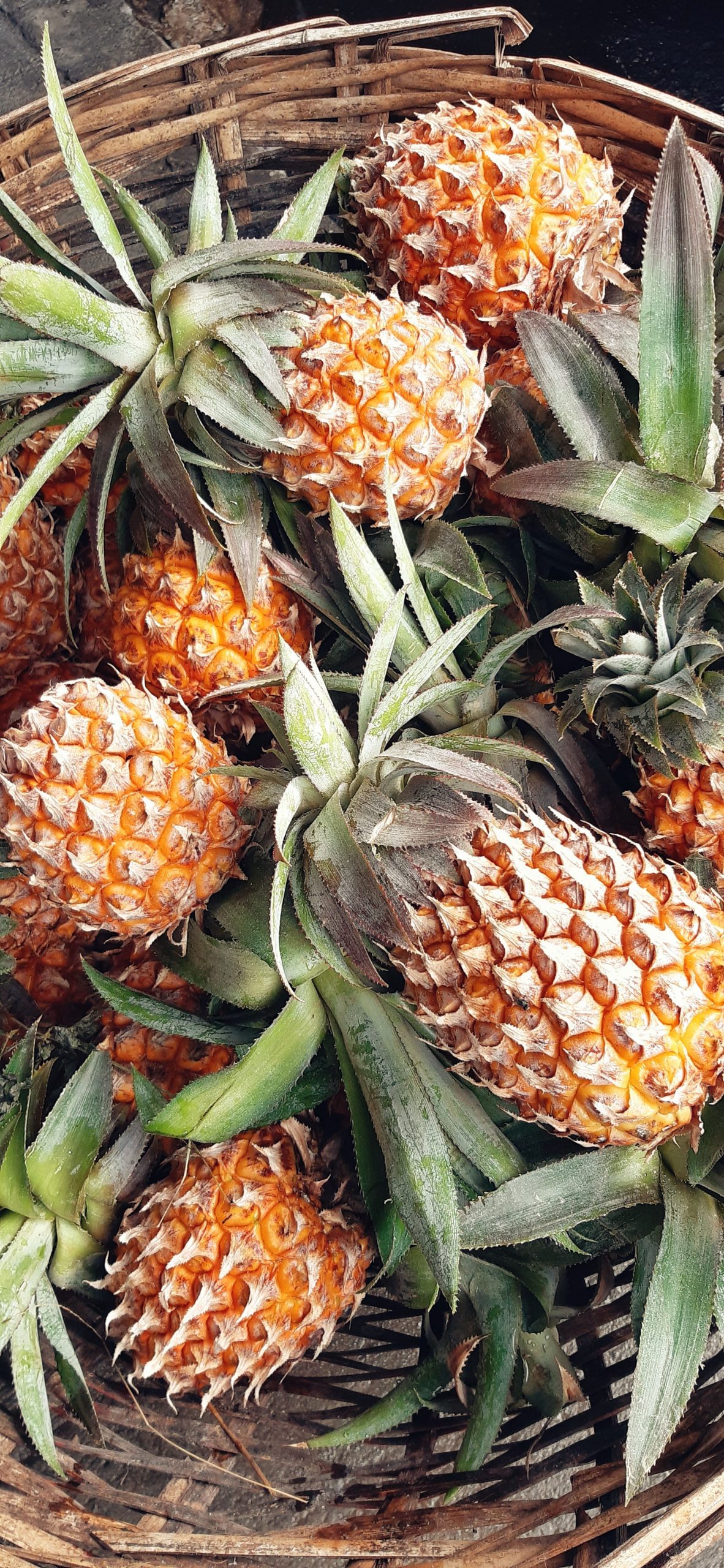 Piña