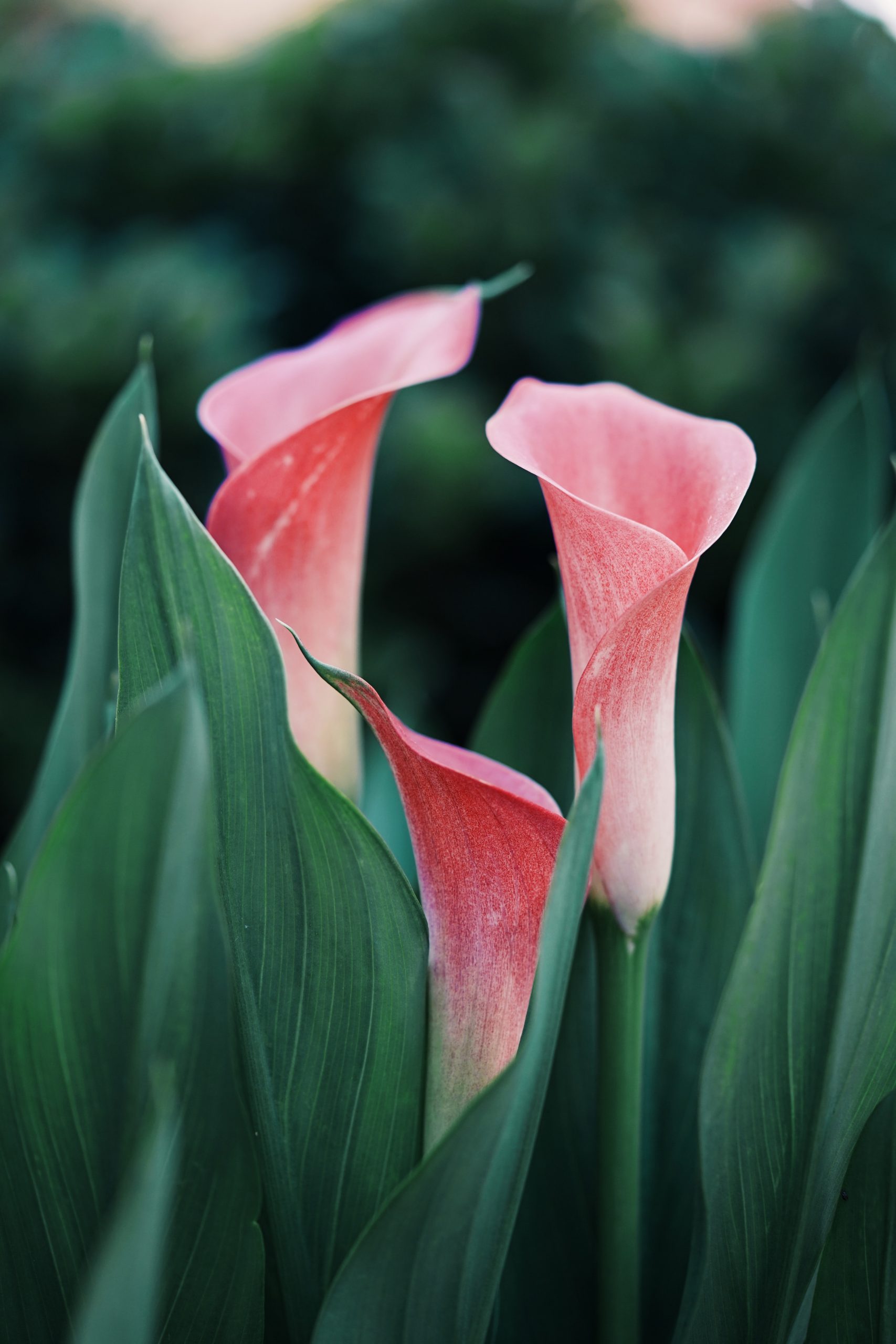 Flores