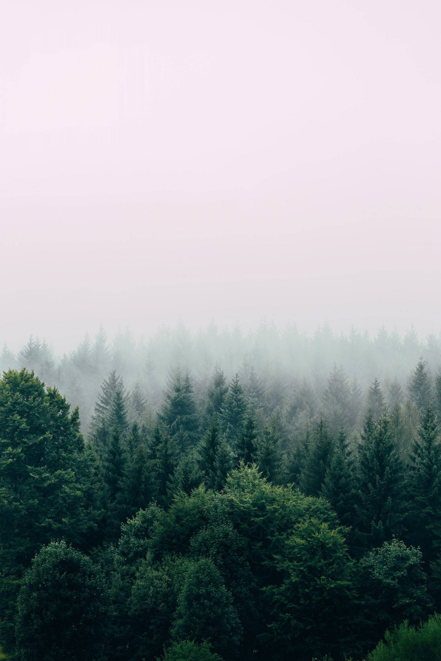 Bosque