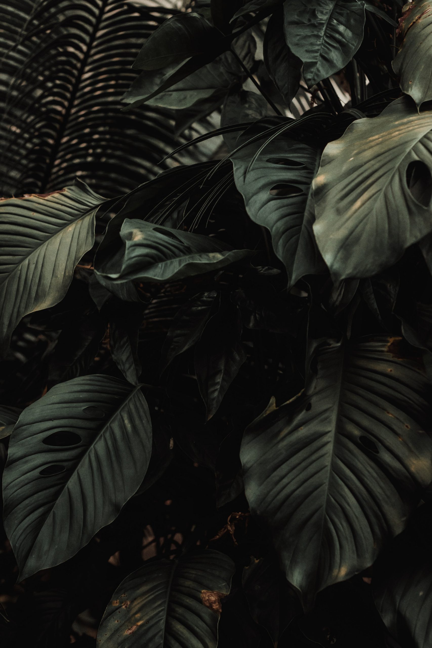 Jungla