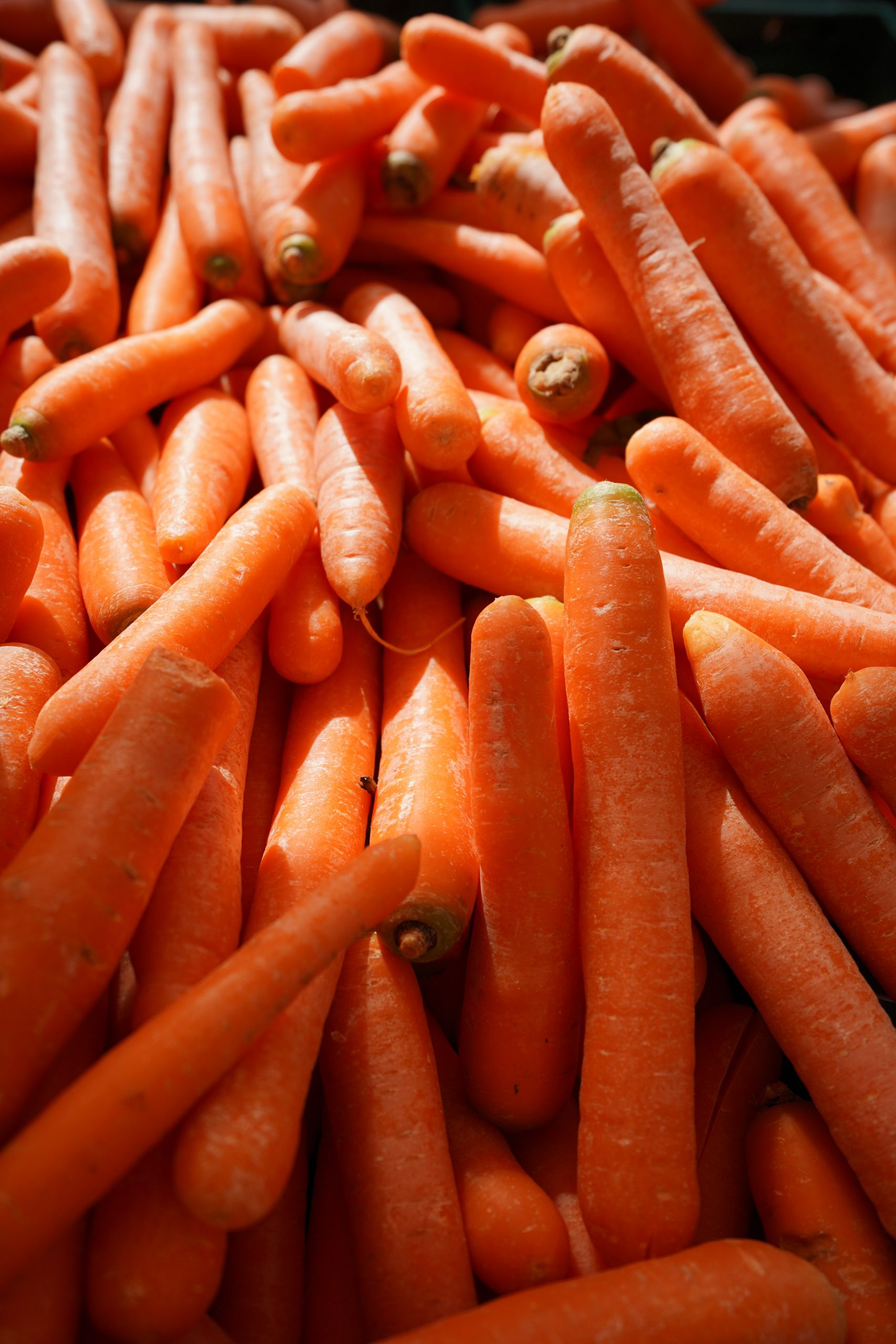 Zanahorias