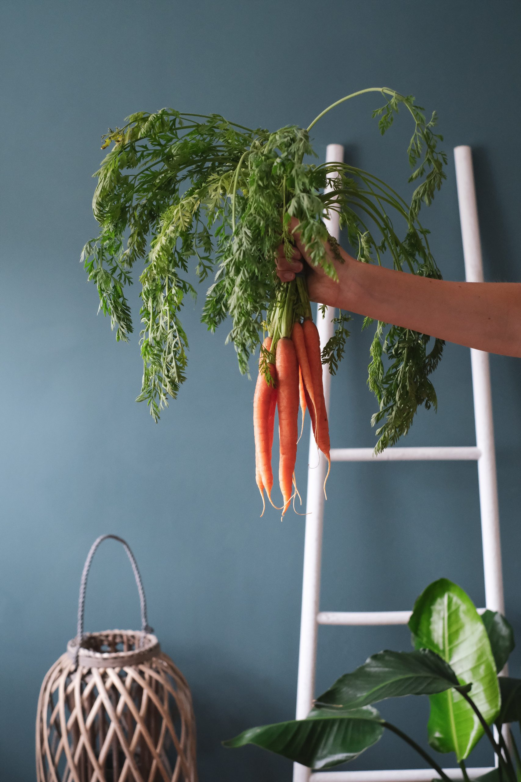 Zanahorias