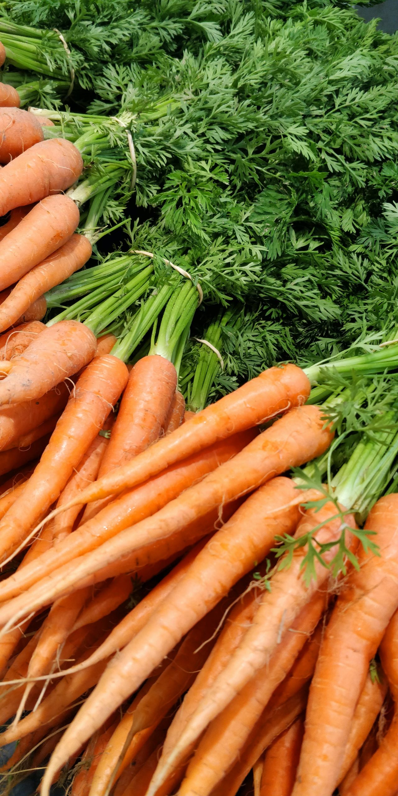 Zanahorias