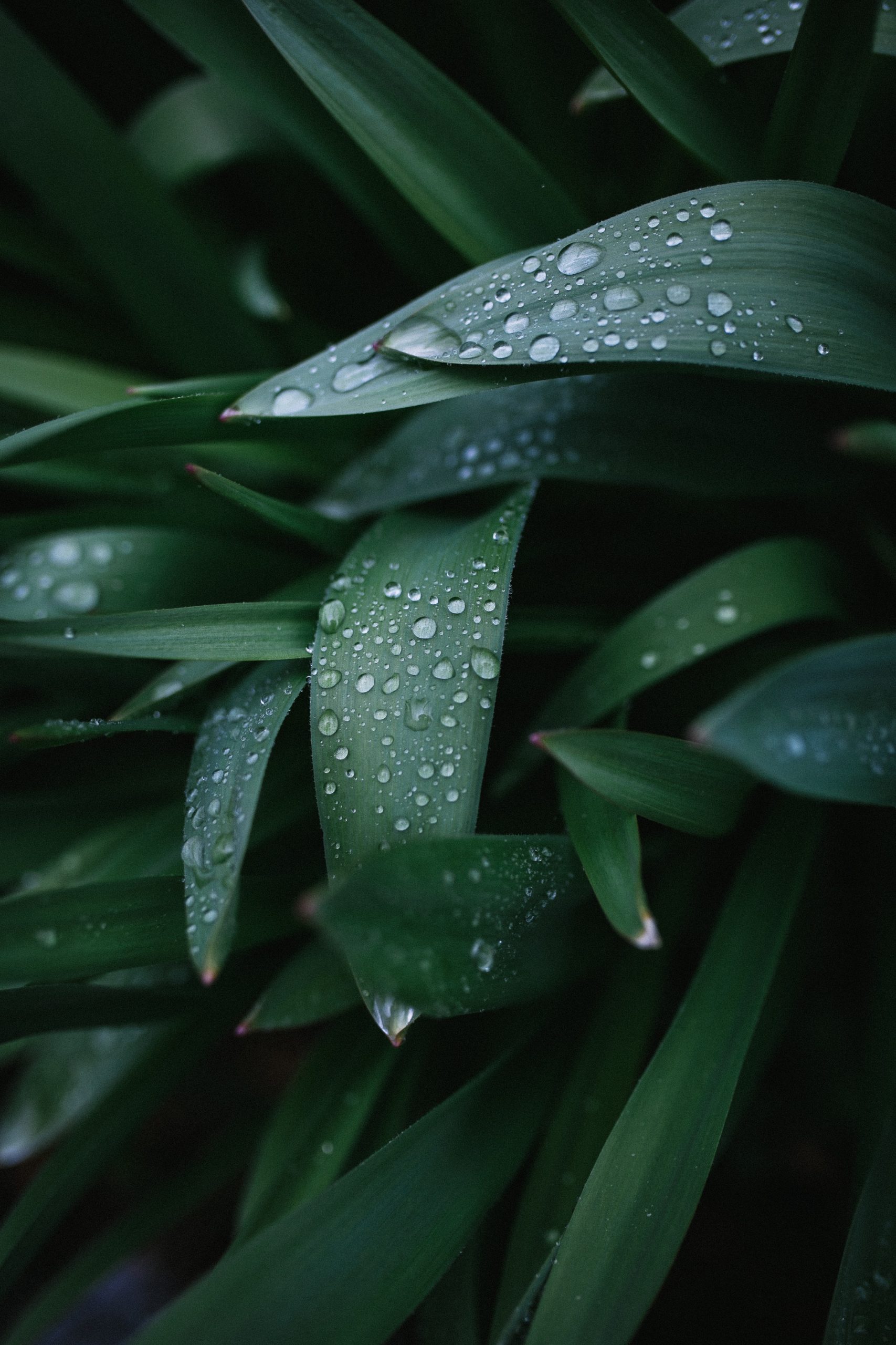 Lluvia