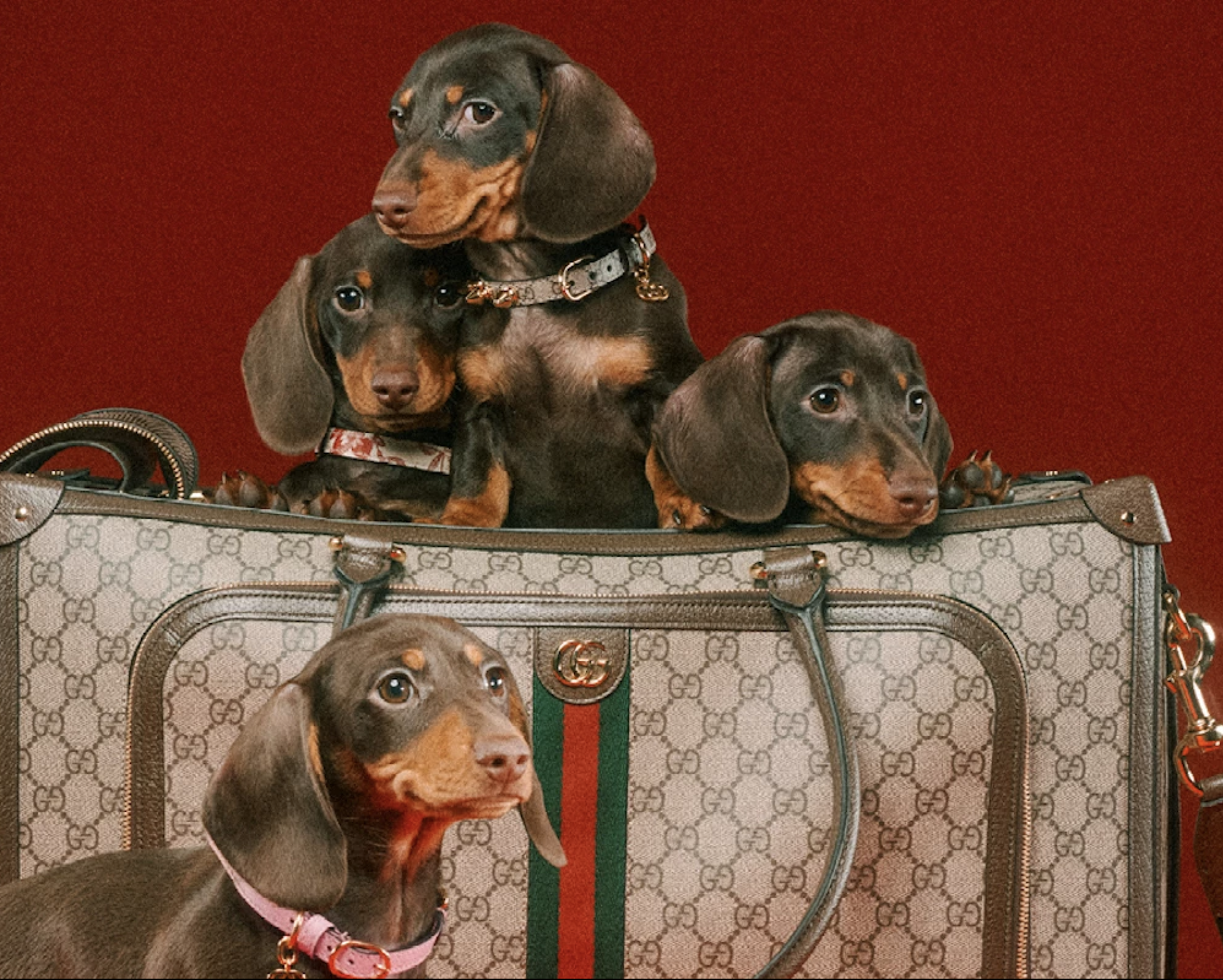Accesorios mascotas