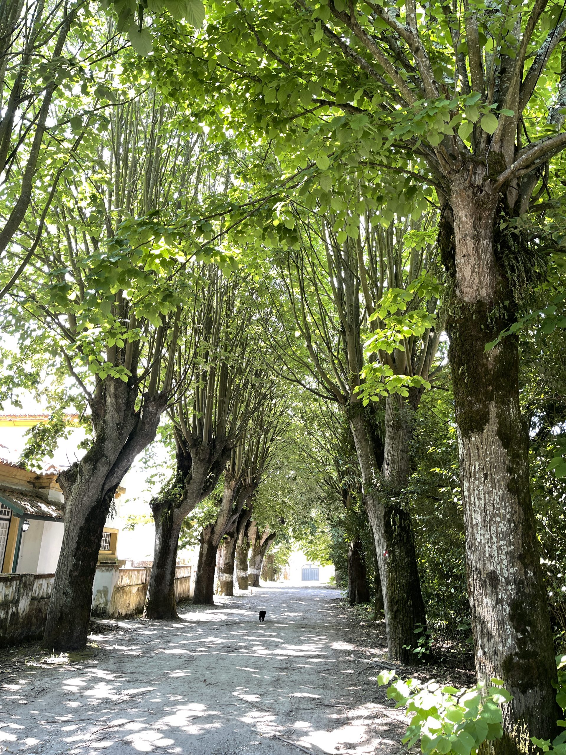 Vista alegre