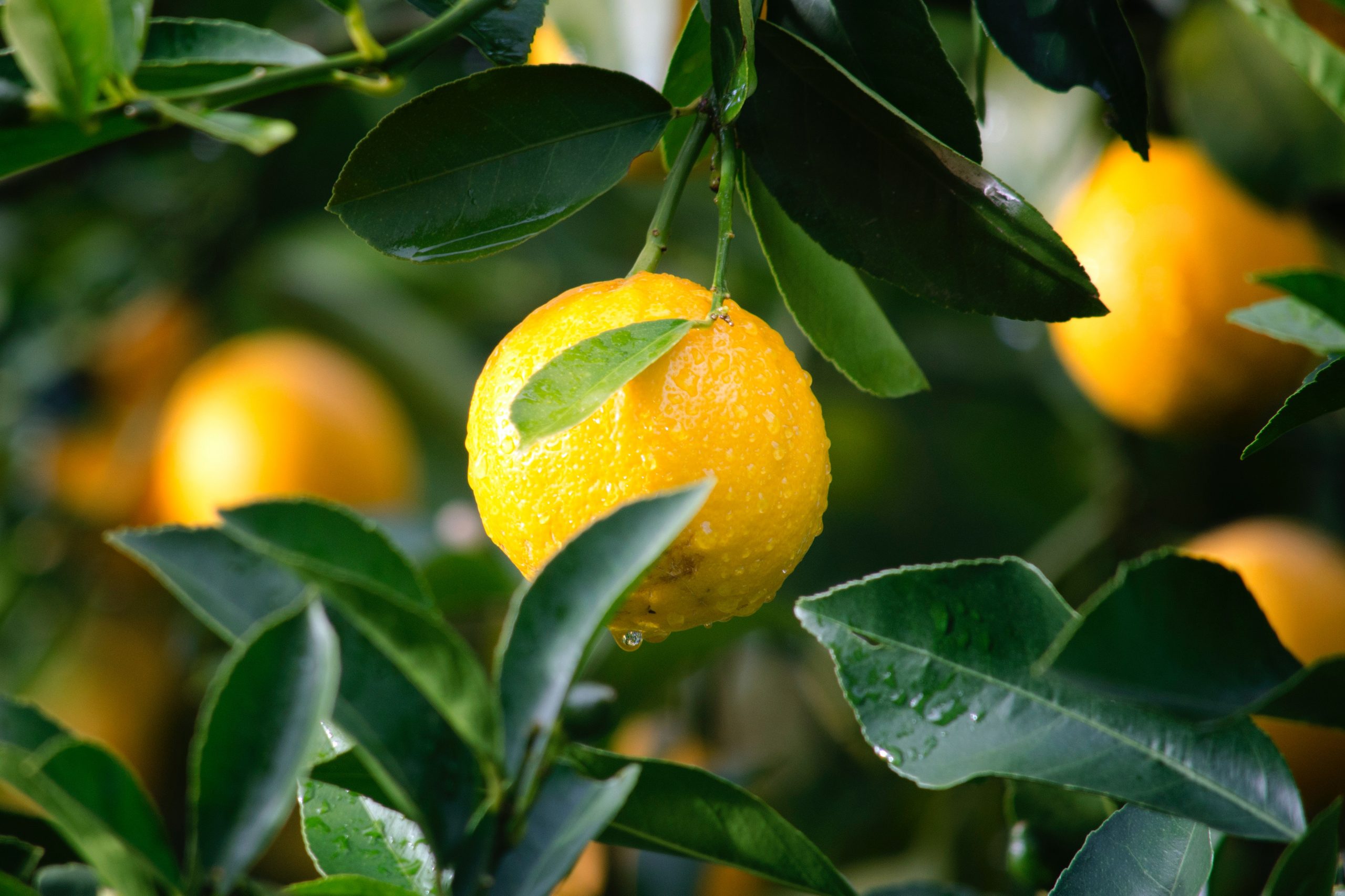 Lim&oacute;n