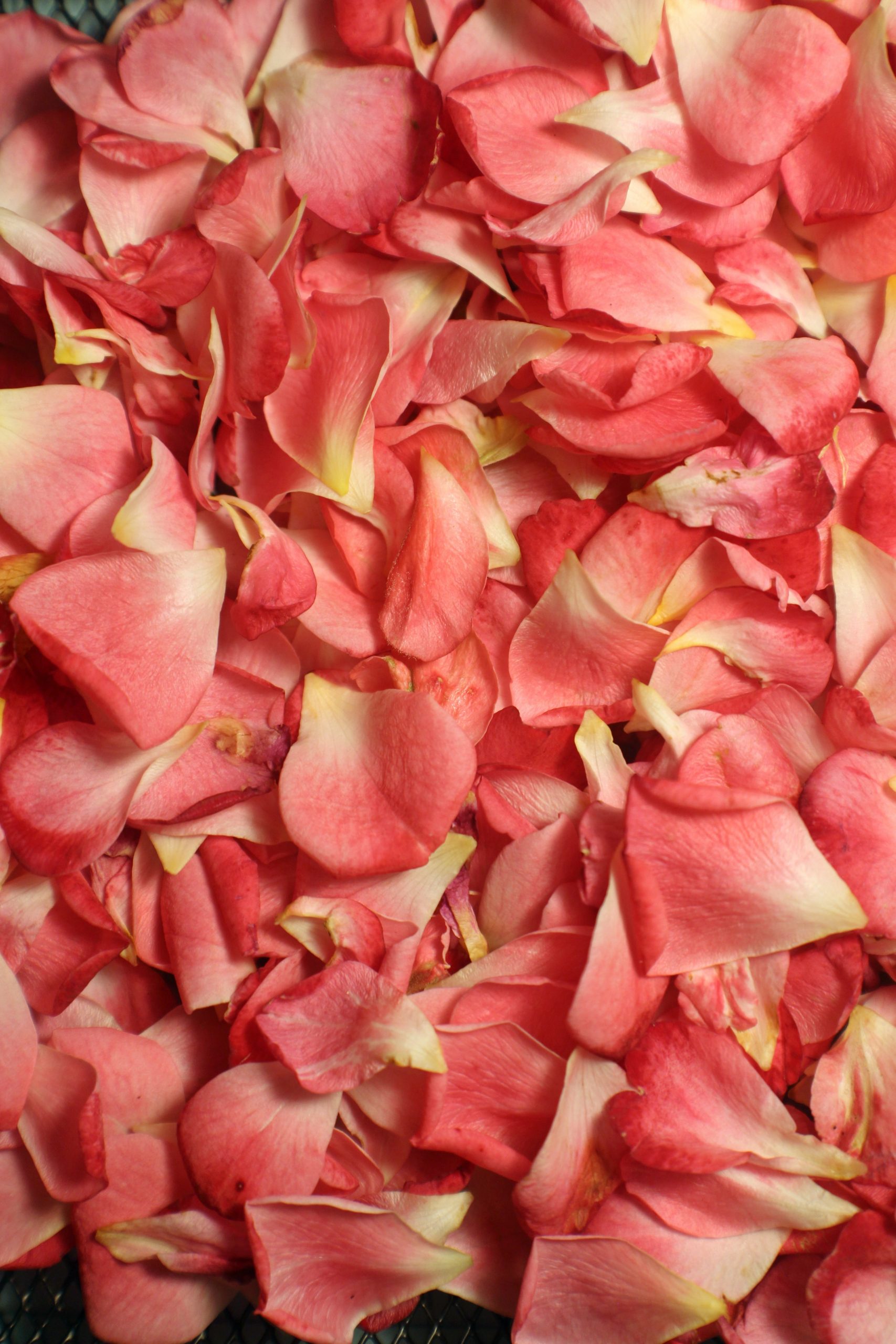 Rosas