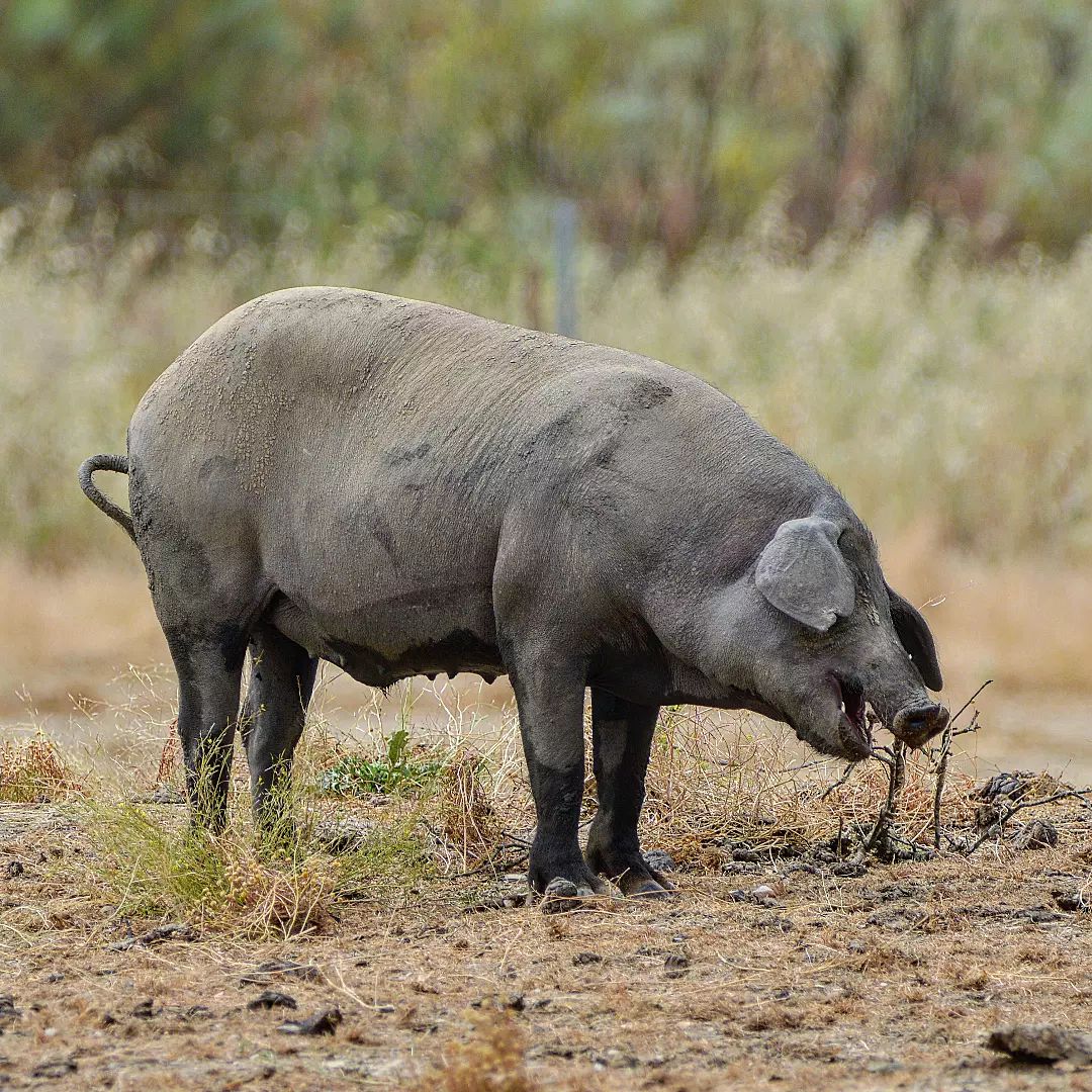 Cerdo ib&eacute;rico de Extremadura