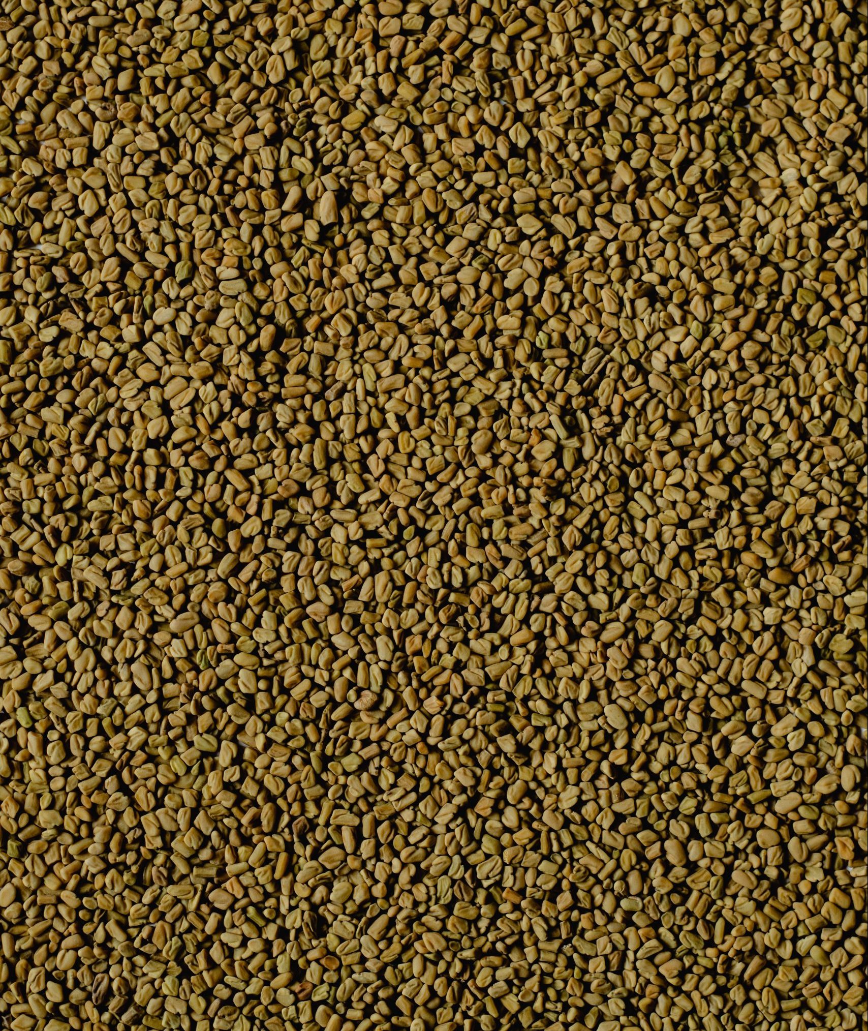 Alholva