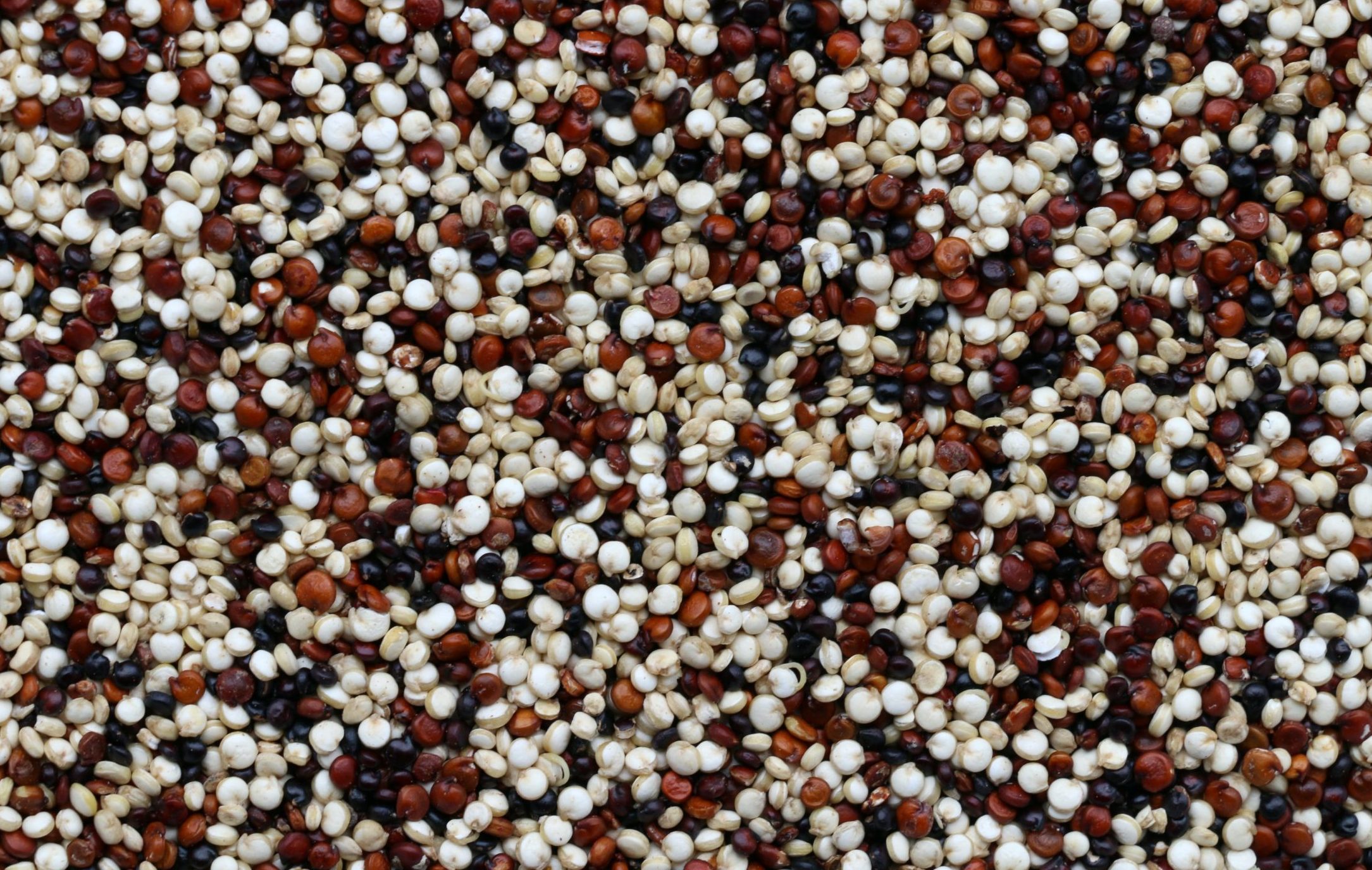 Quinoa
