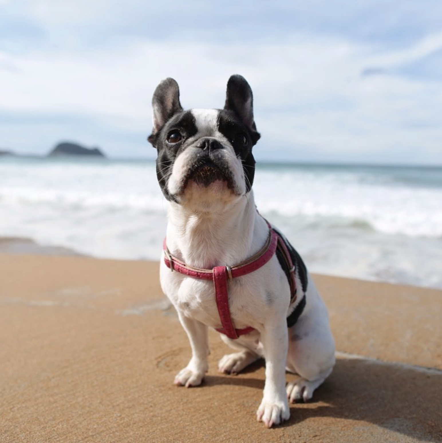 Perro en la playa