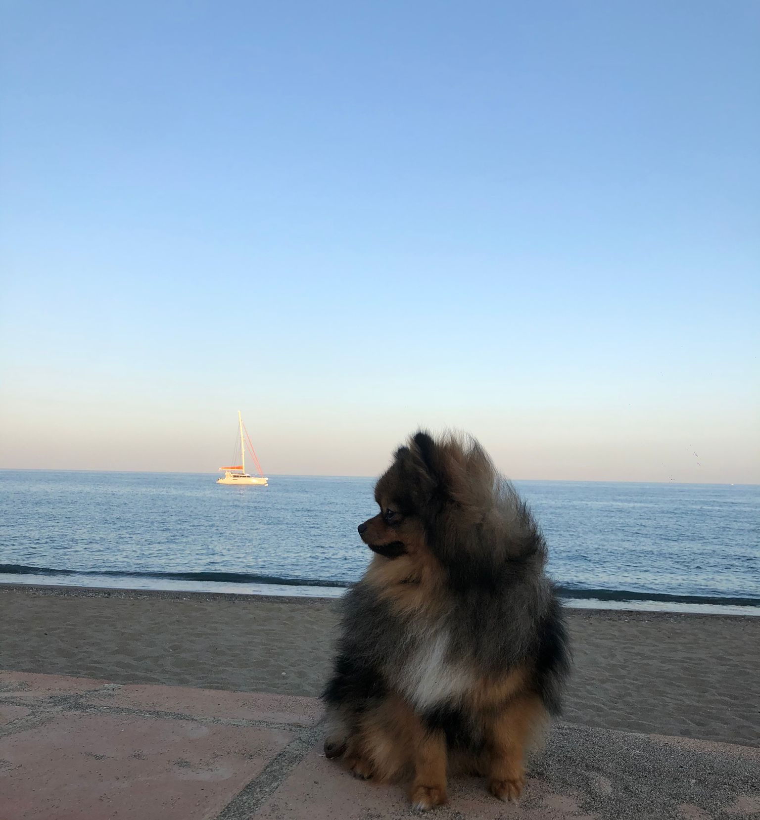 Lobito en la playa