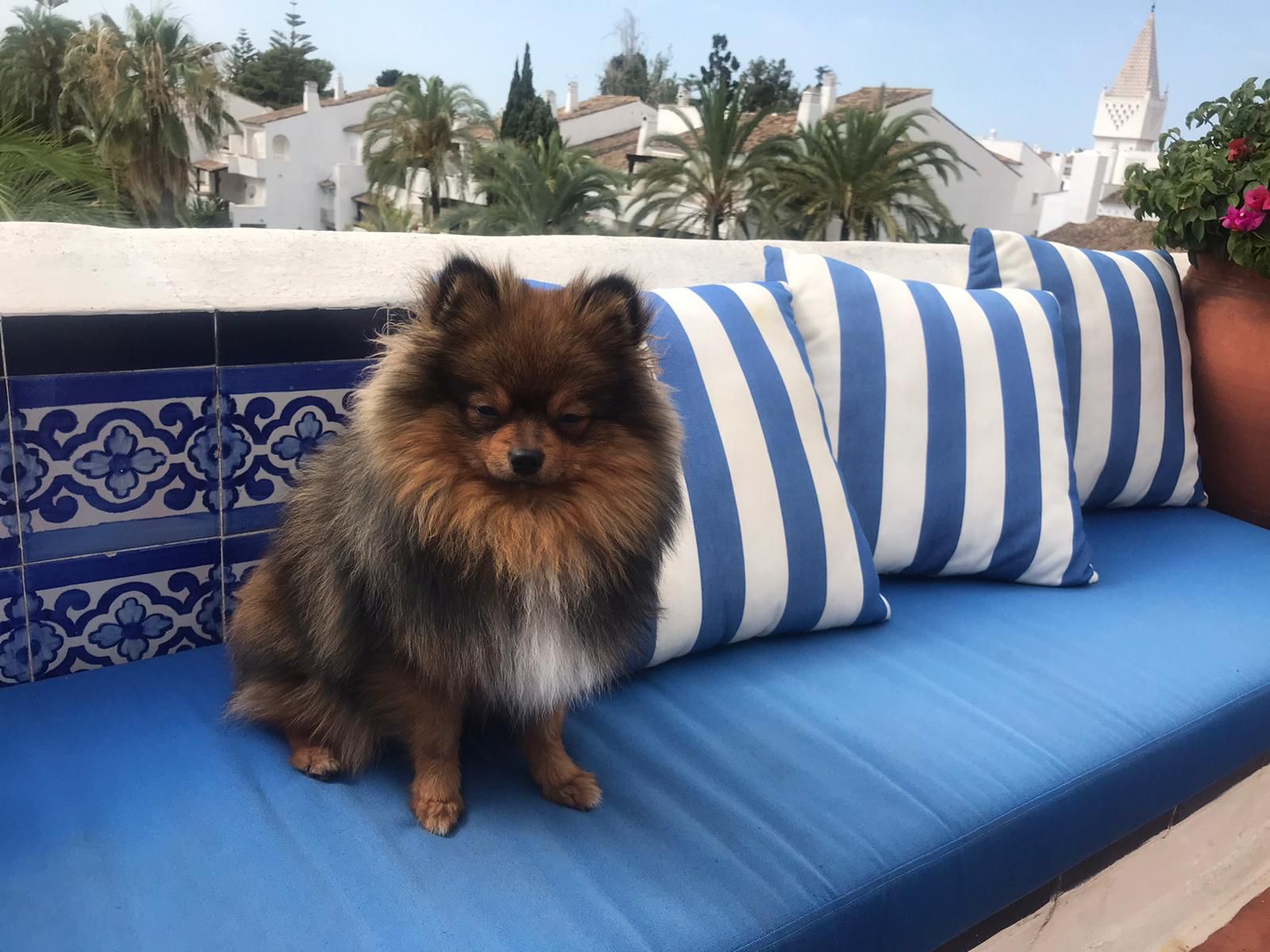 Lobito en la playa