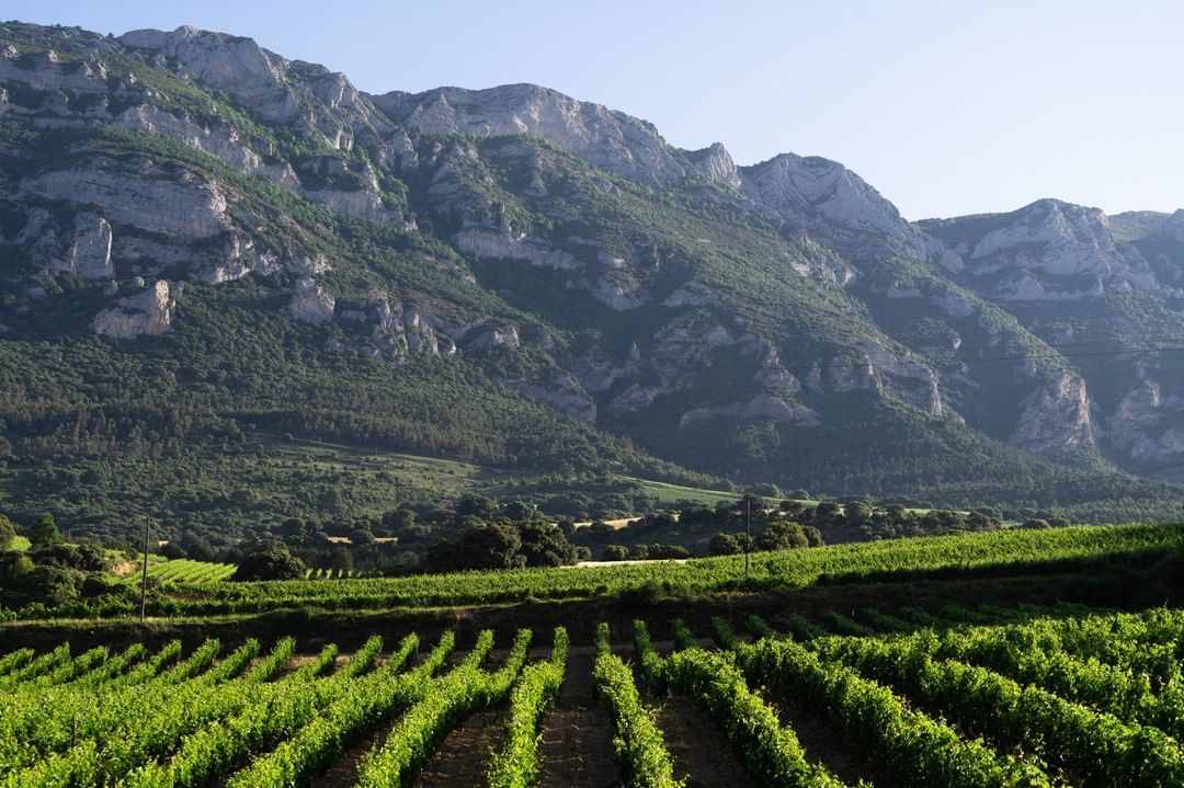 Los viñedos de Bodegas Baigorri