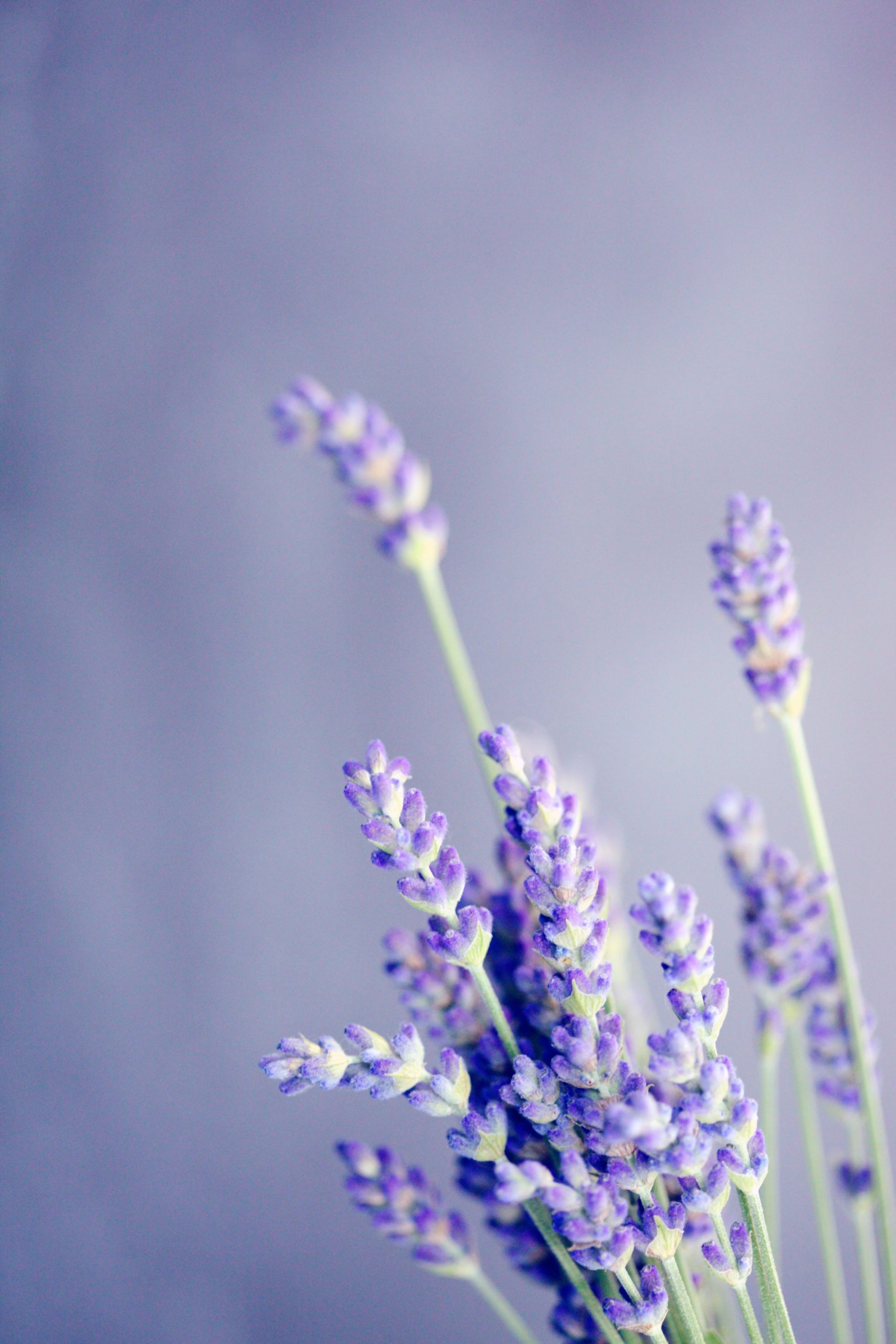 Lavanda