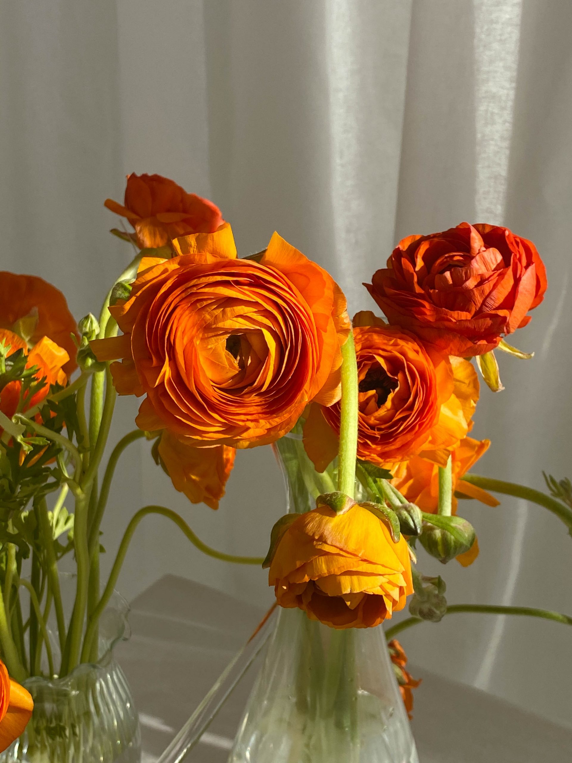 Flores
