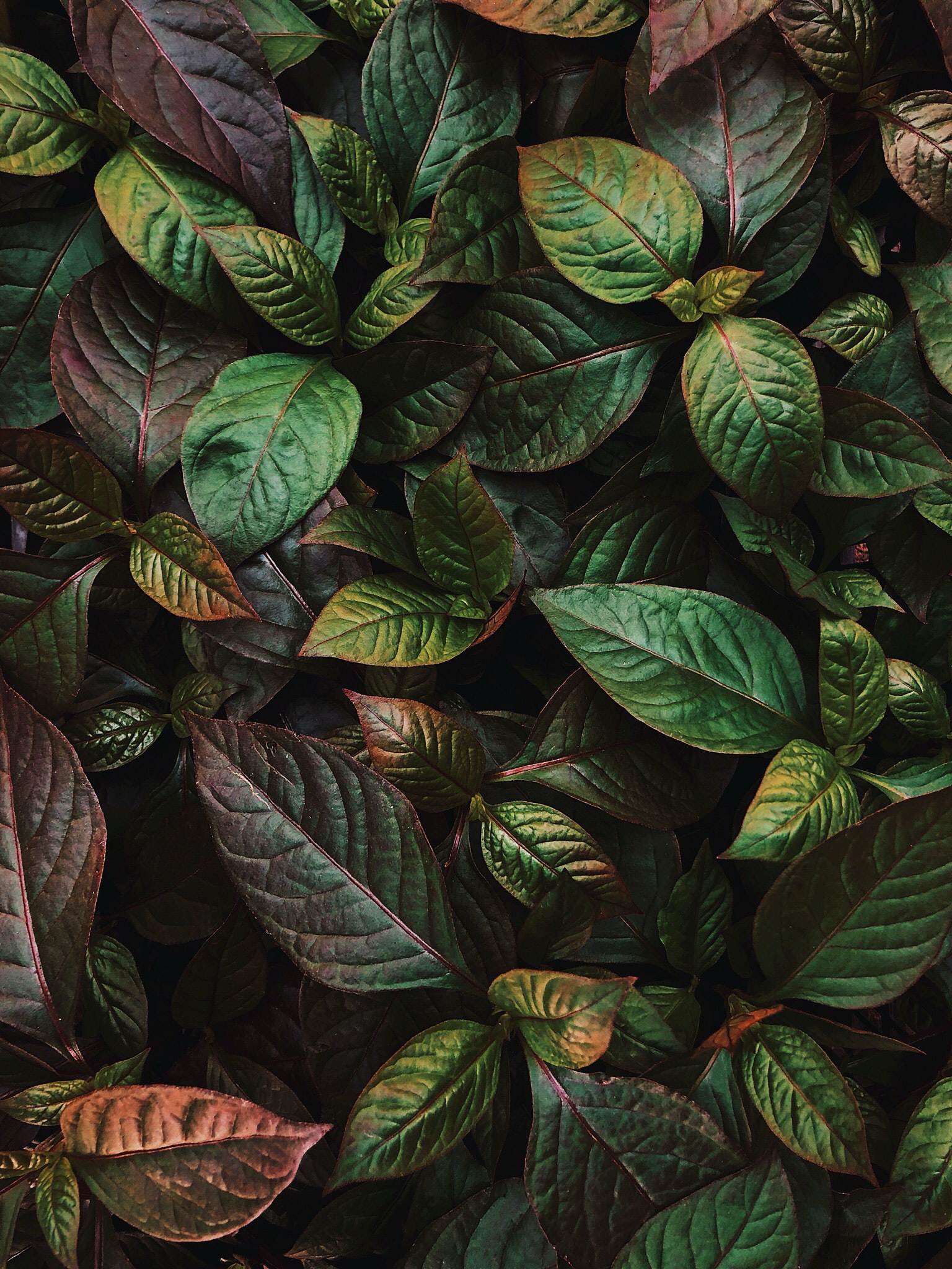 Aromacolog&iacute;a