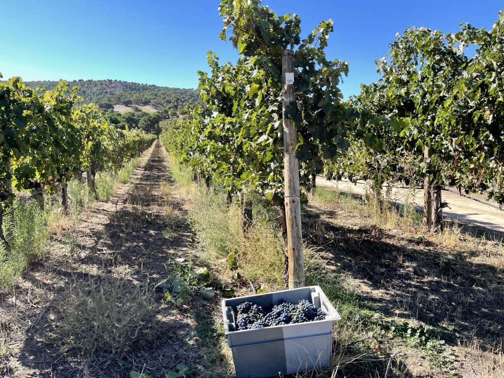 Finca Villacreces
