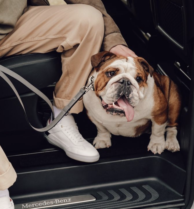 Mascotas para ser mejor personas