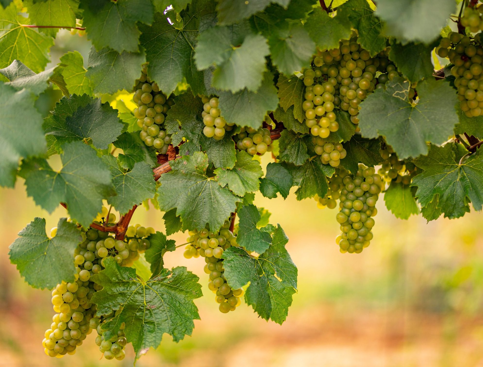 Uvas