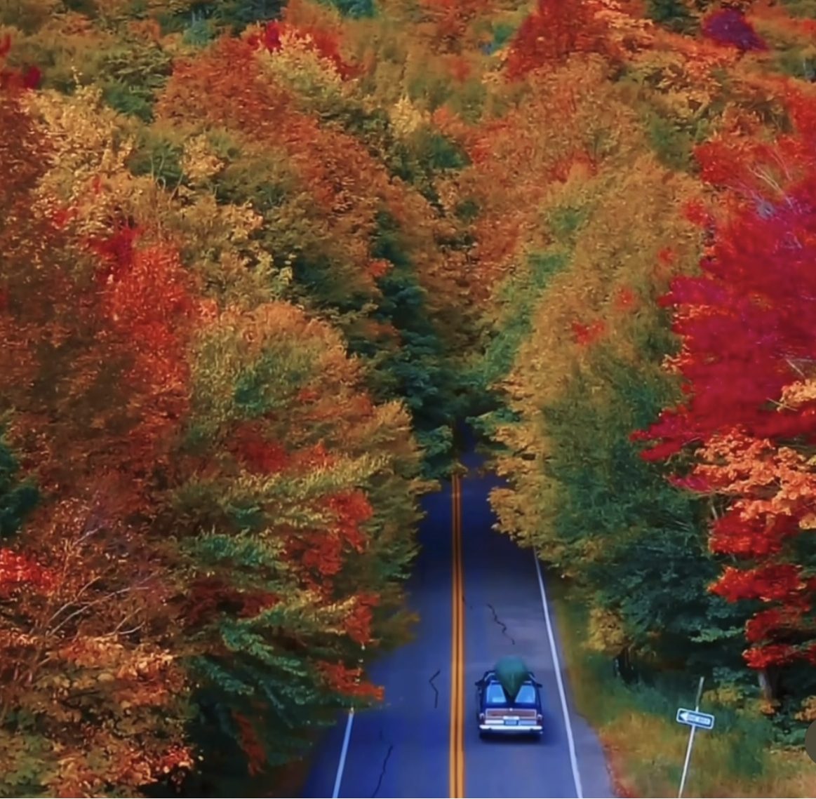 Bosques en otoño