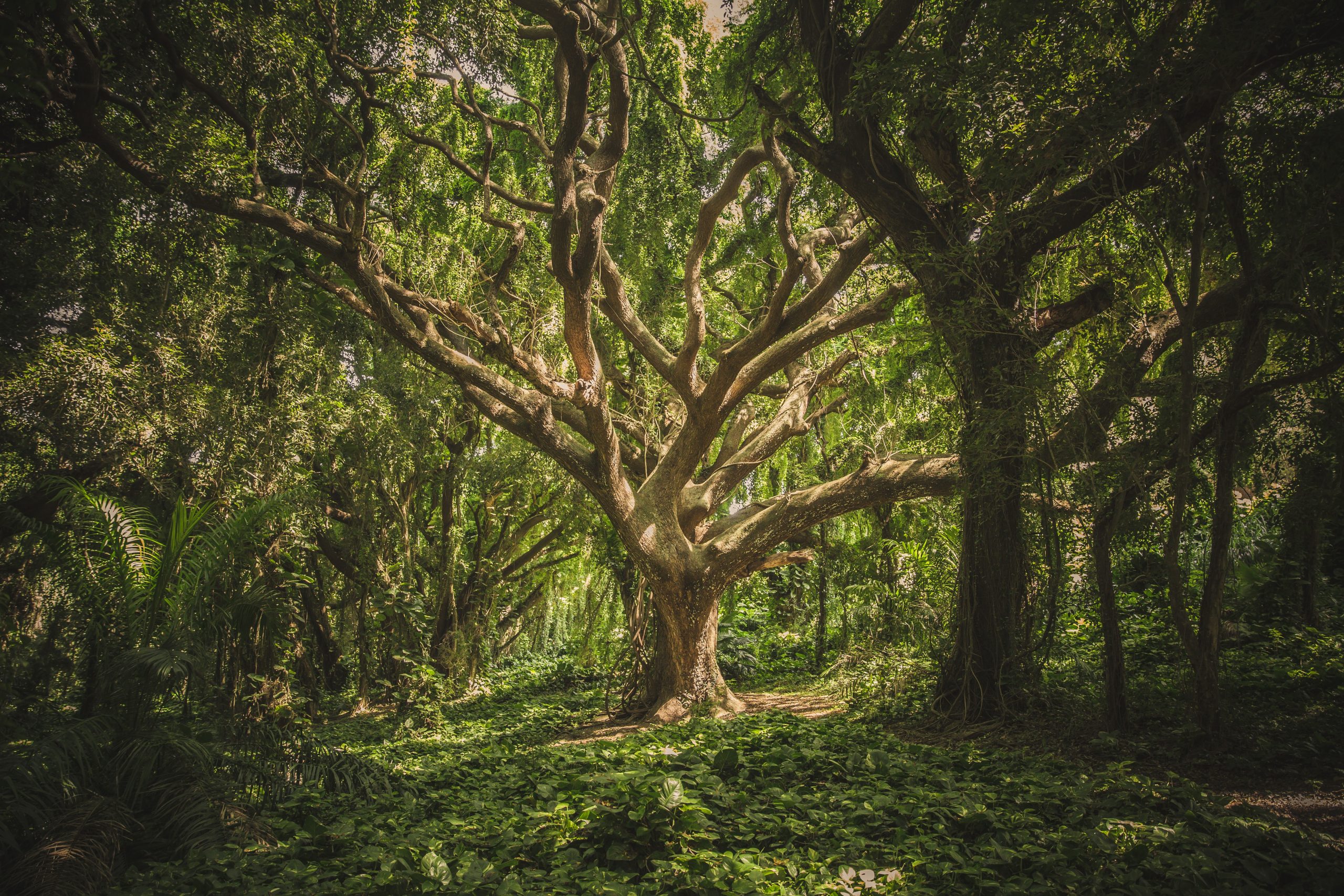 Bosques en otoño