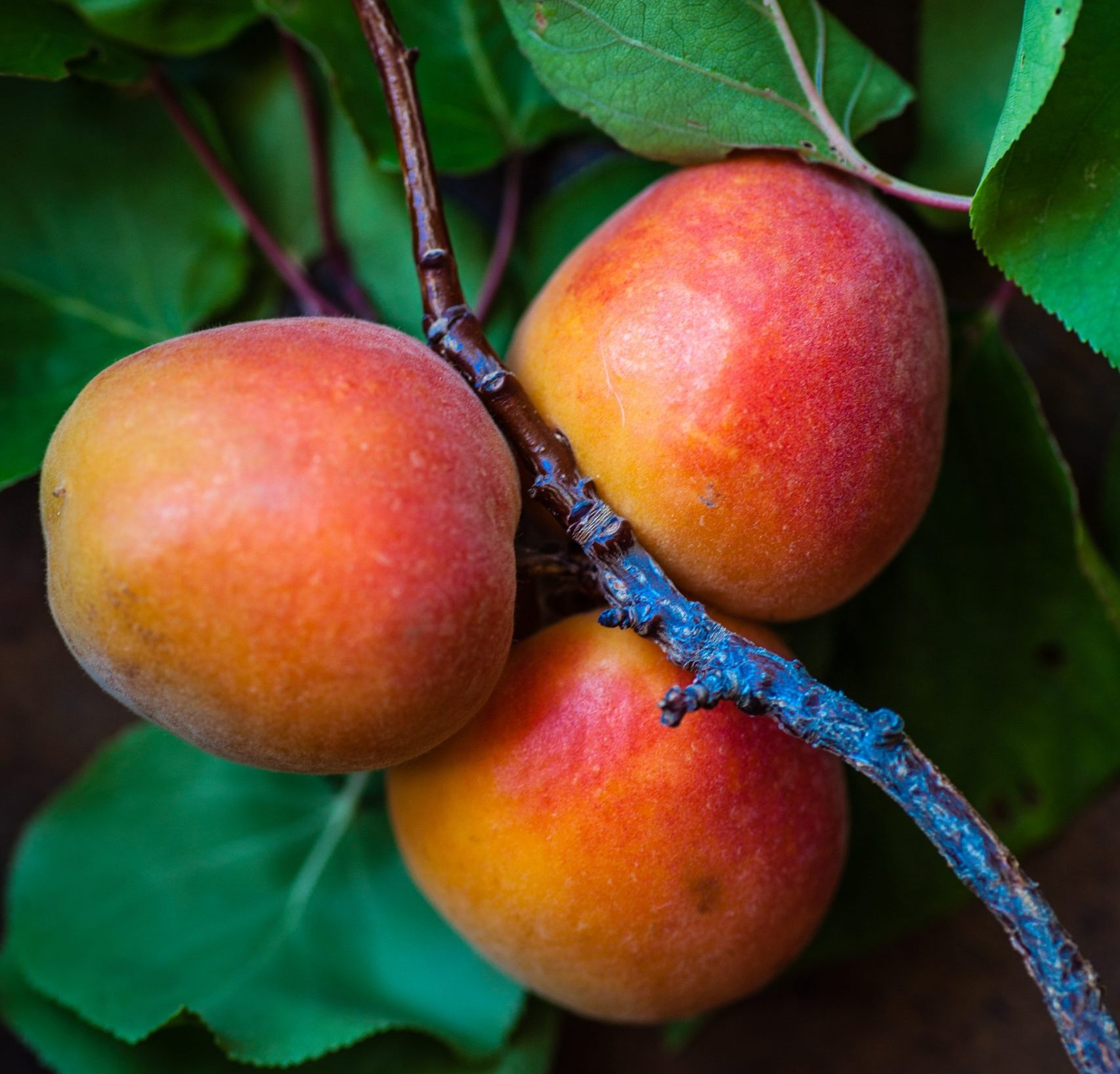 Fruta