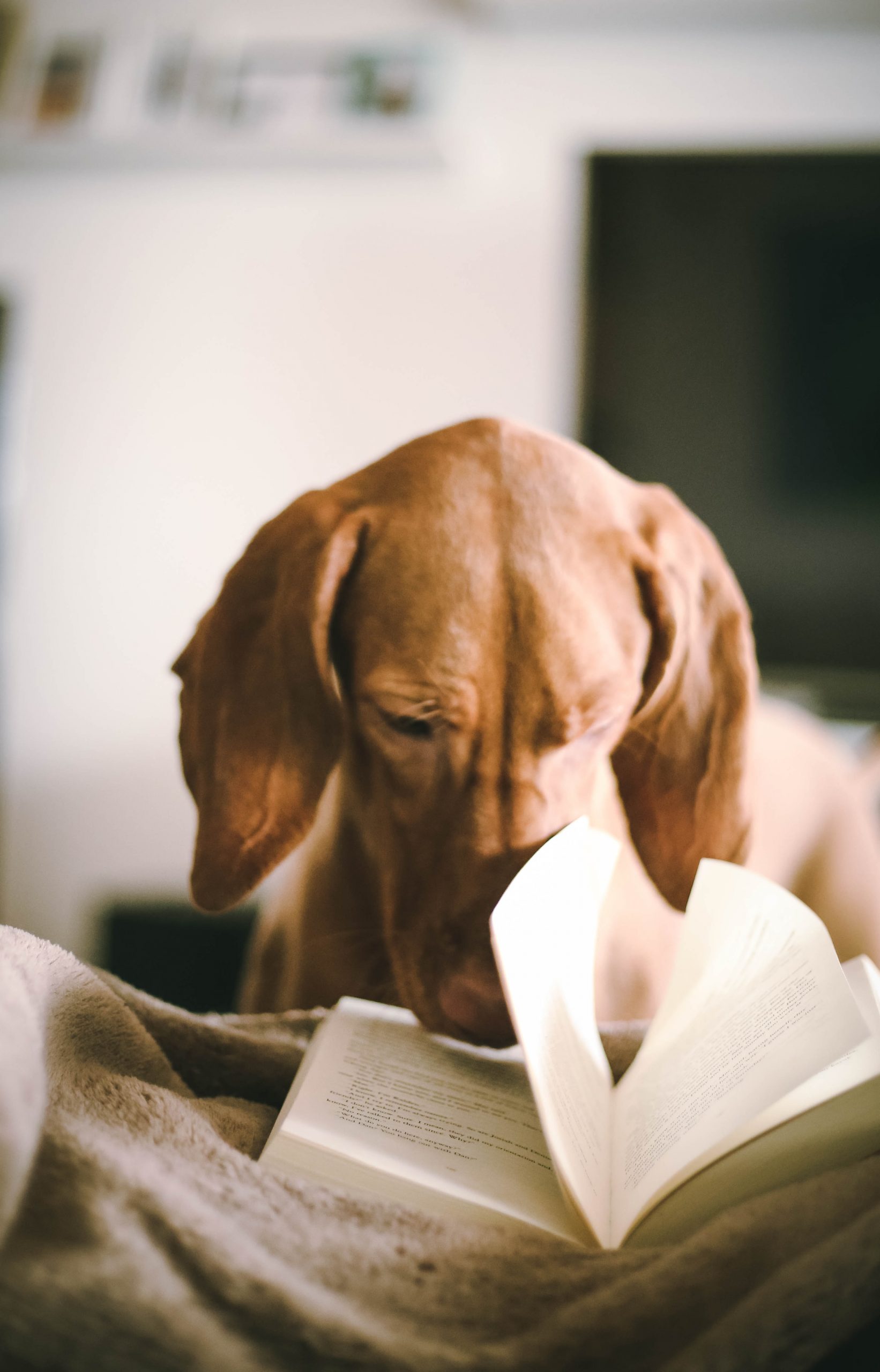 Libro leyendo