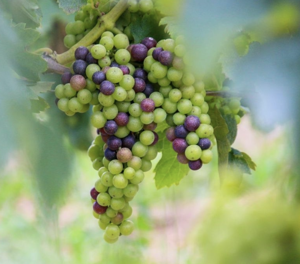 Bodega Vinoterapia