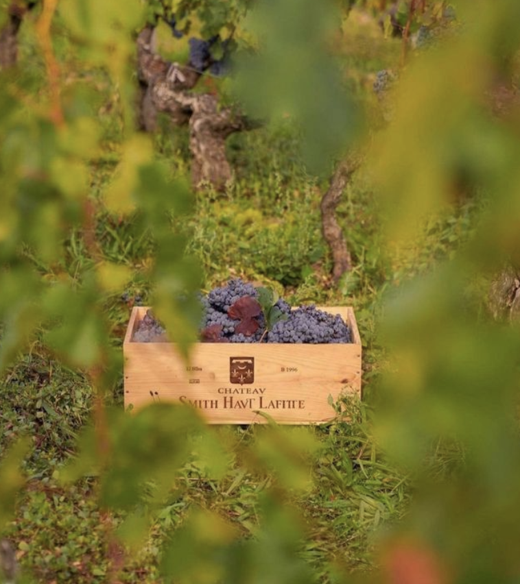 Bodega Vinoterapia