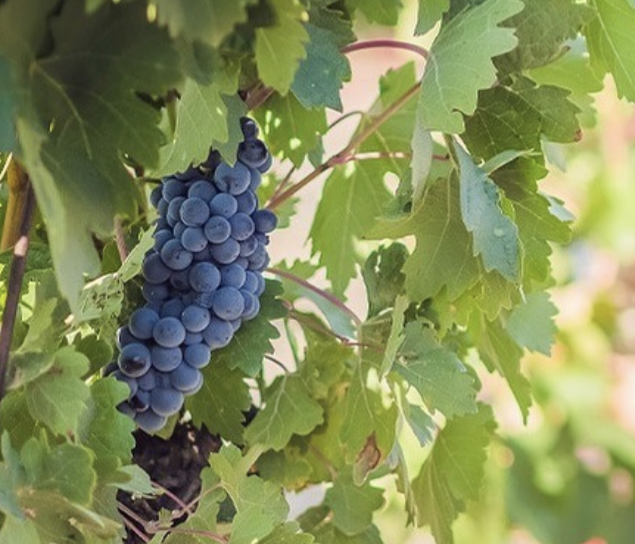 Bodega Vinoterapia