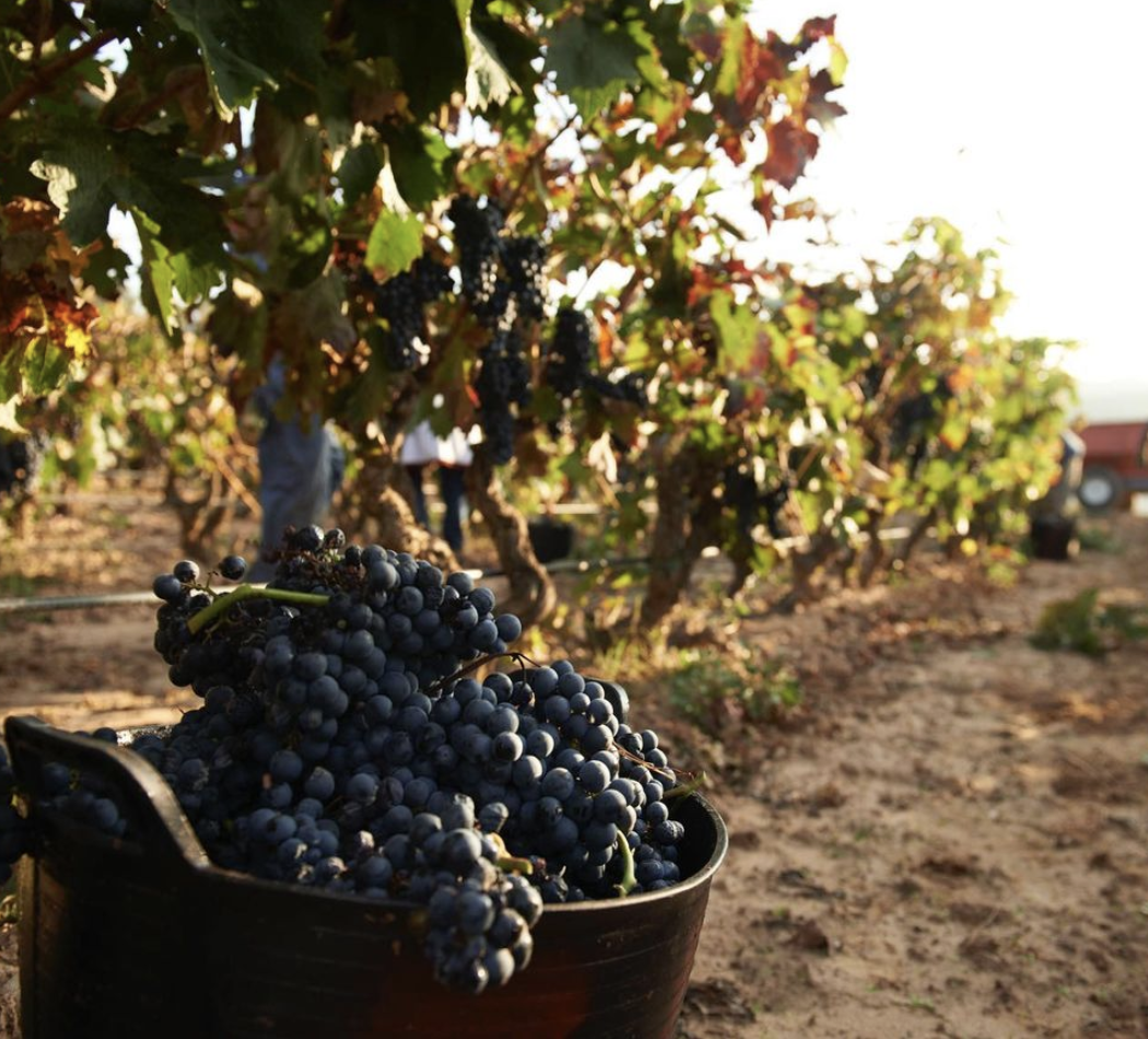 Bodega Marqu&eacute;s de Murrieta