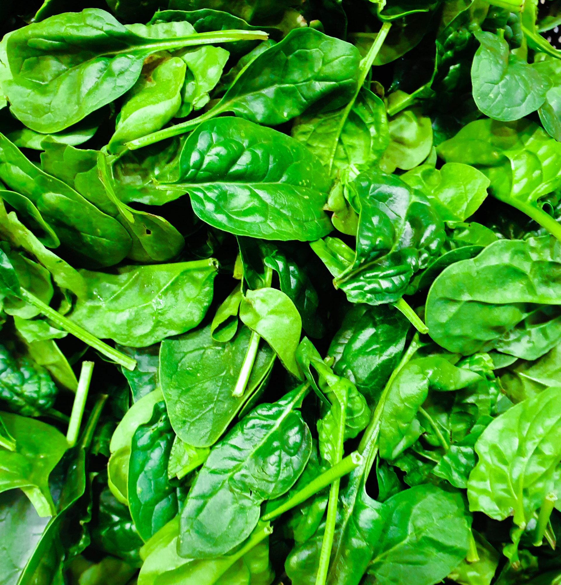 Espinacas