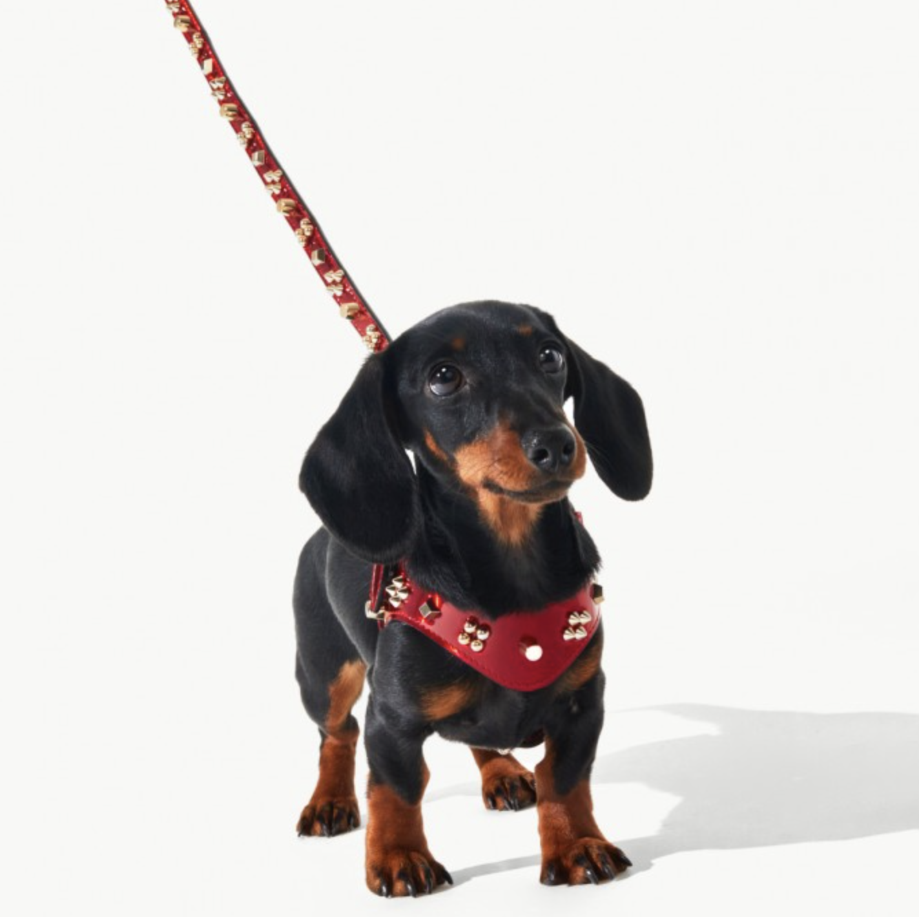 Accesorios mascotas