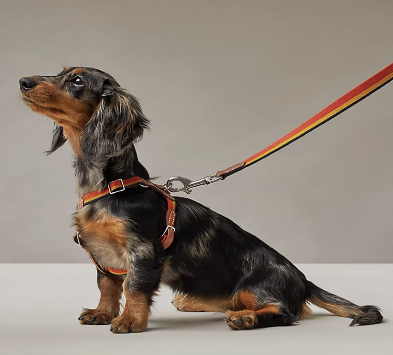 Accesorios mascotas