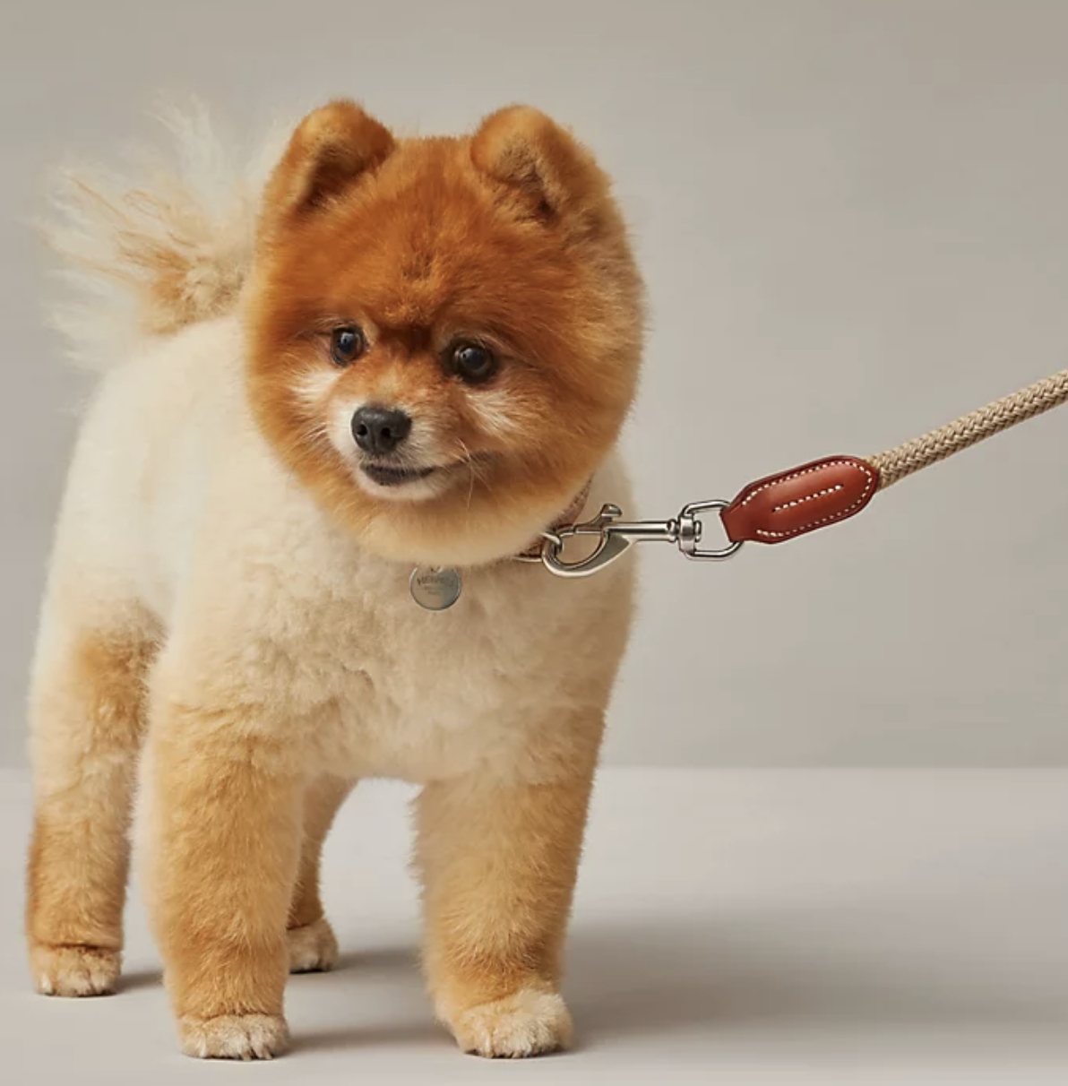 Accesorios mascotas