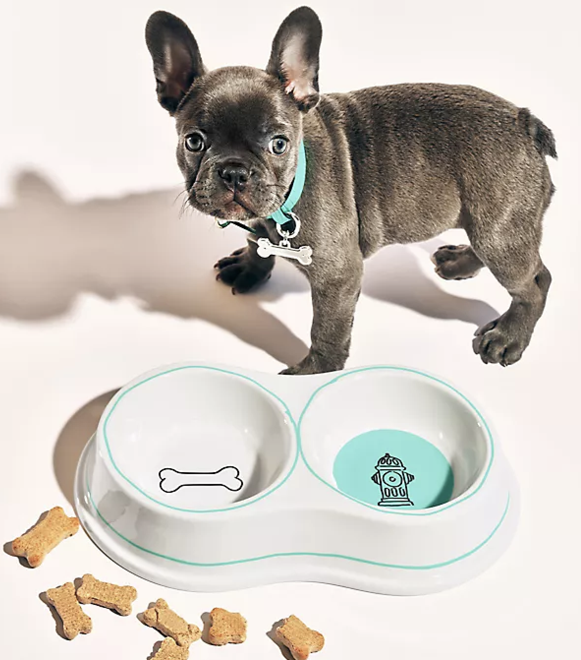 Accesorios mascotas