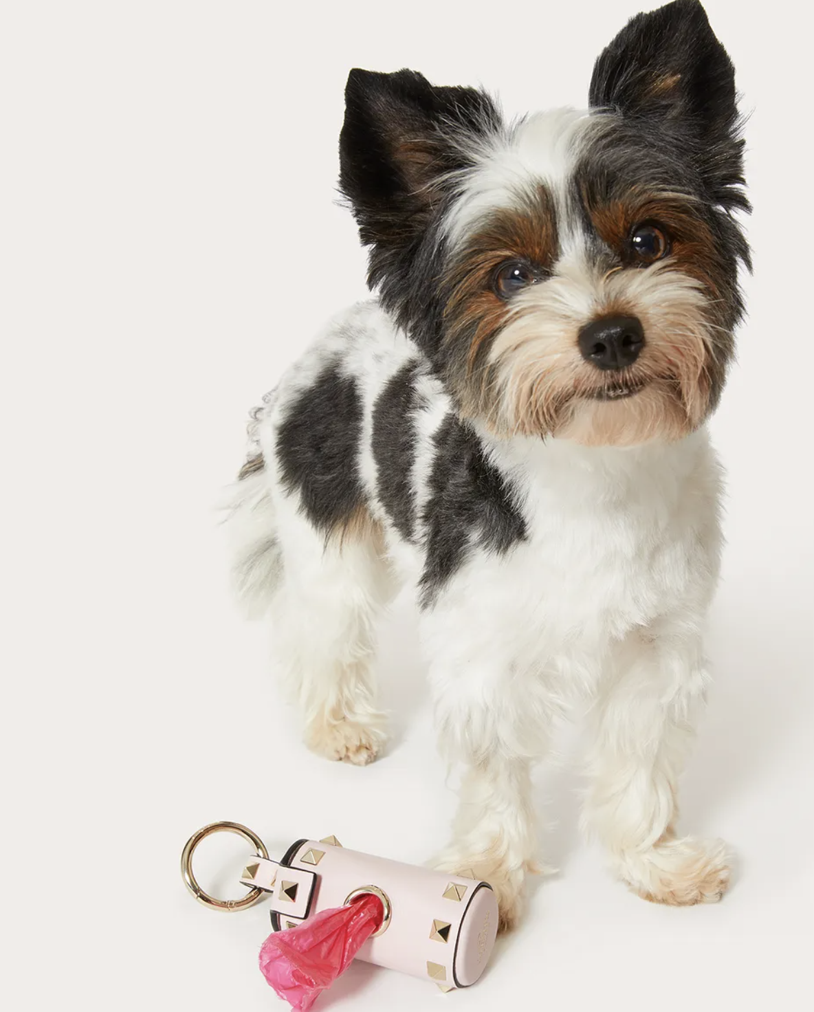 Accesorios mascotas