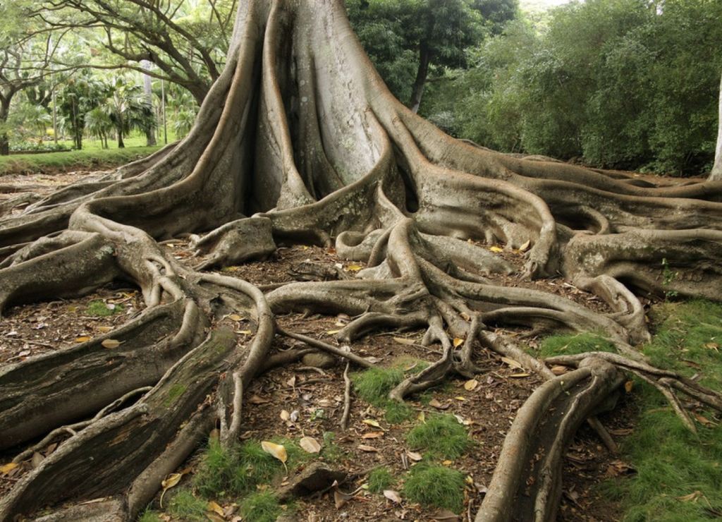Hifas da Terra