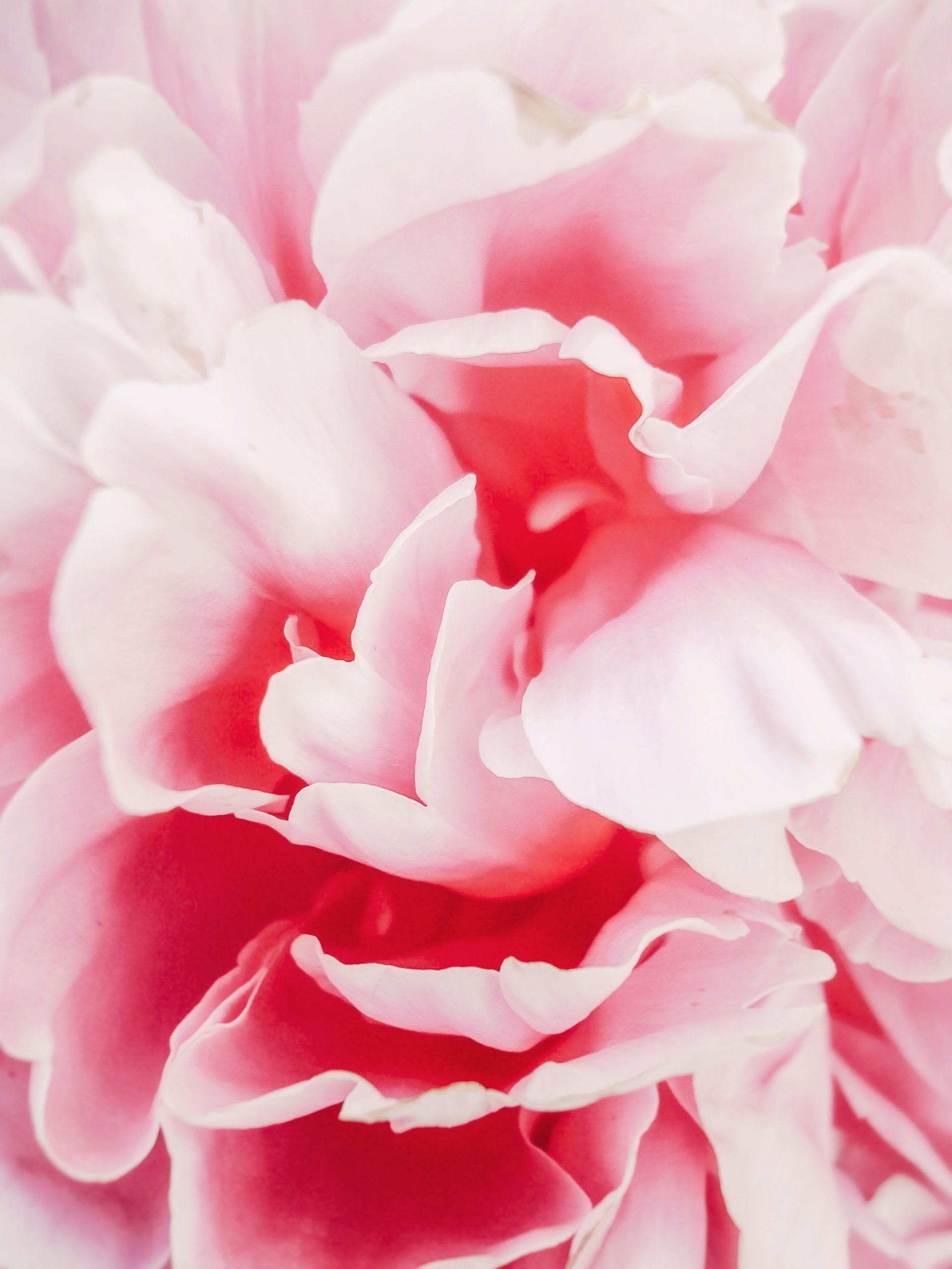 Clavel